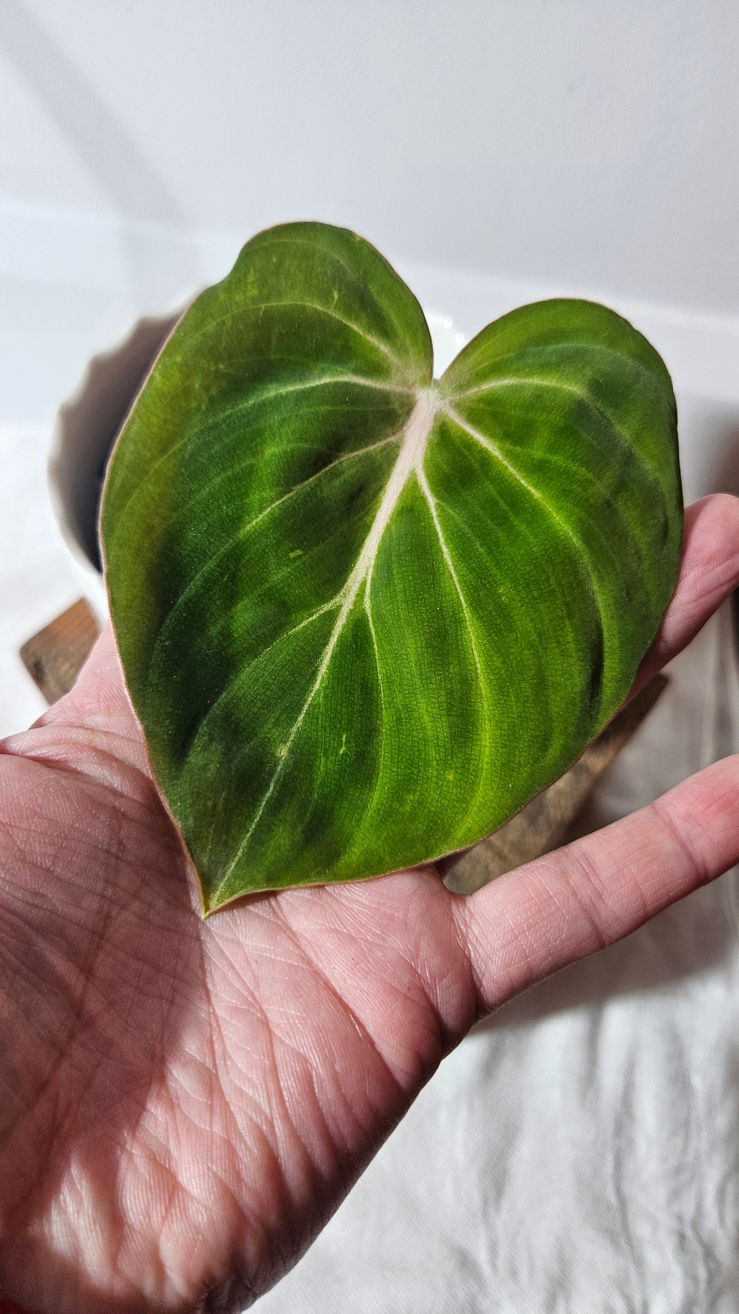 Philodendron Gloriosum x Plowmanii (PHI-795)