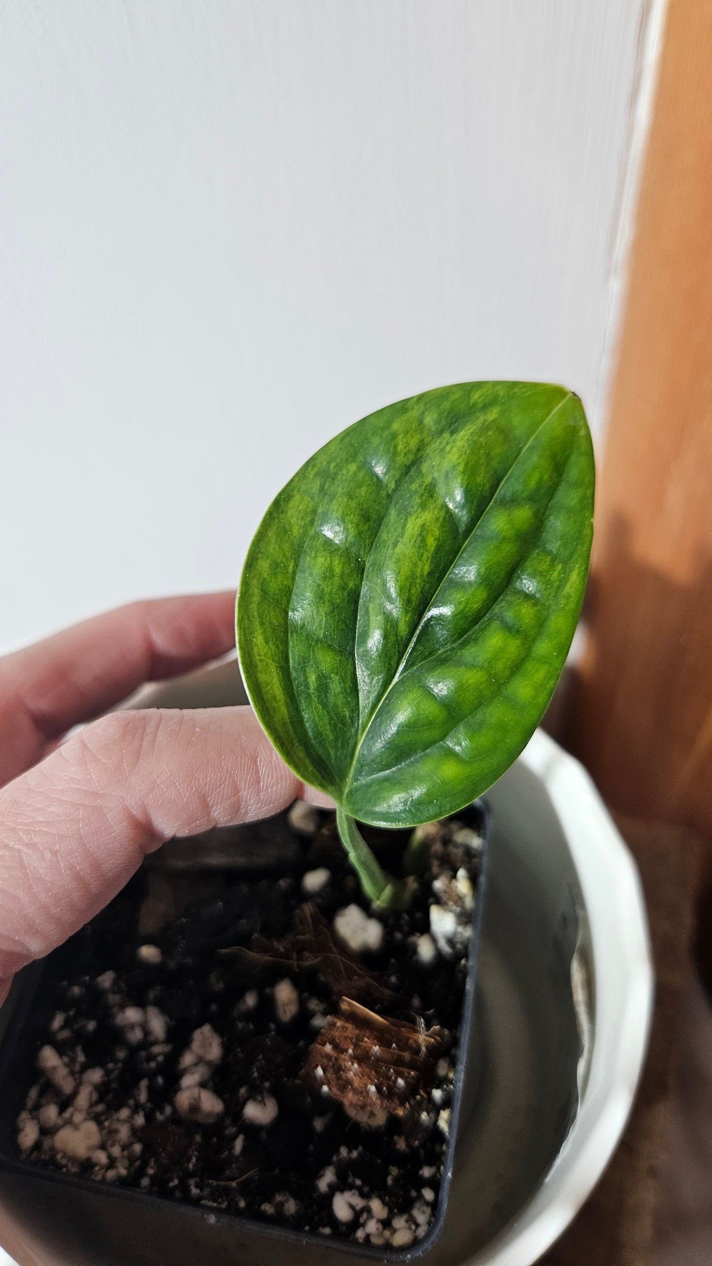 Monstera Karstenianum/Peru Variegata (MON-402)
