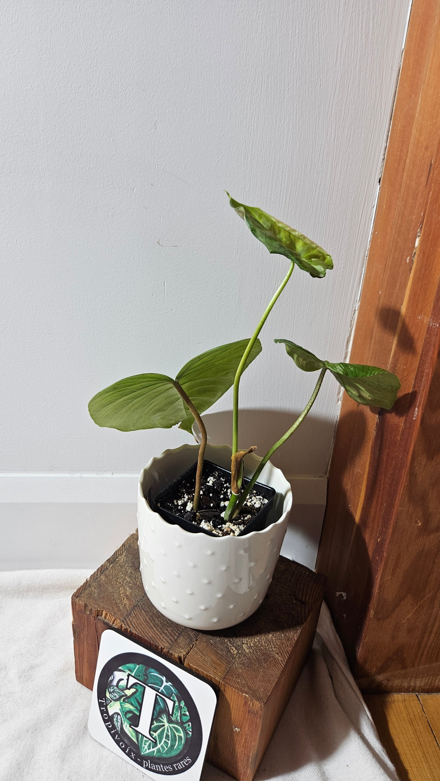 Philodendron Majestic (PHI-694)