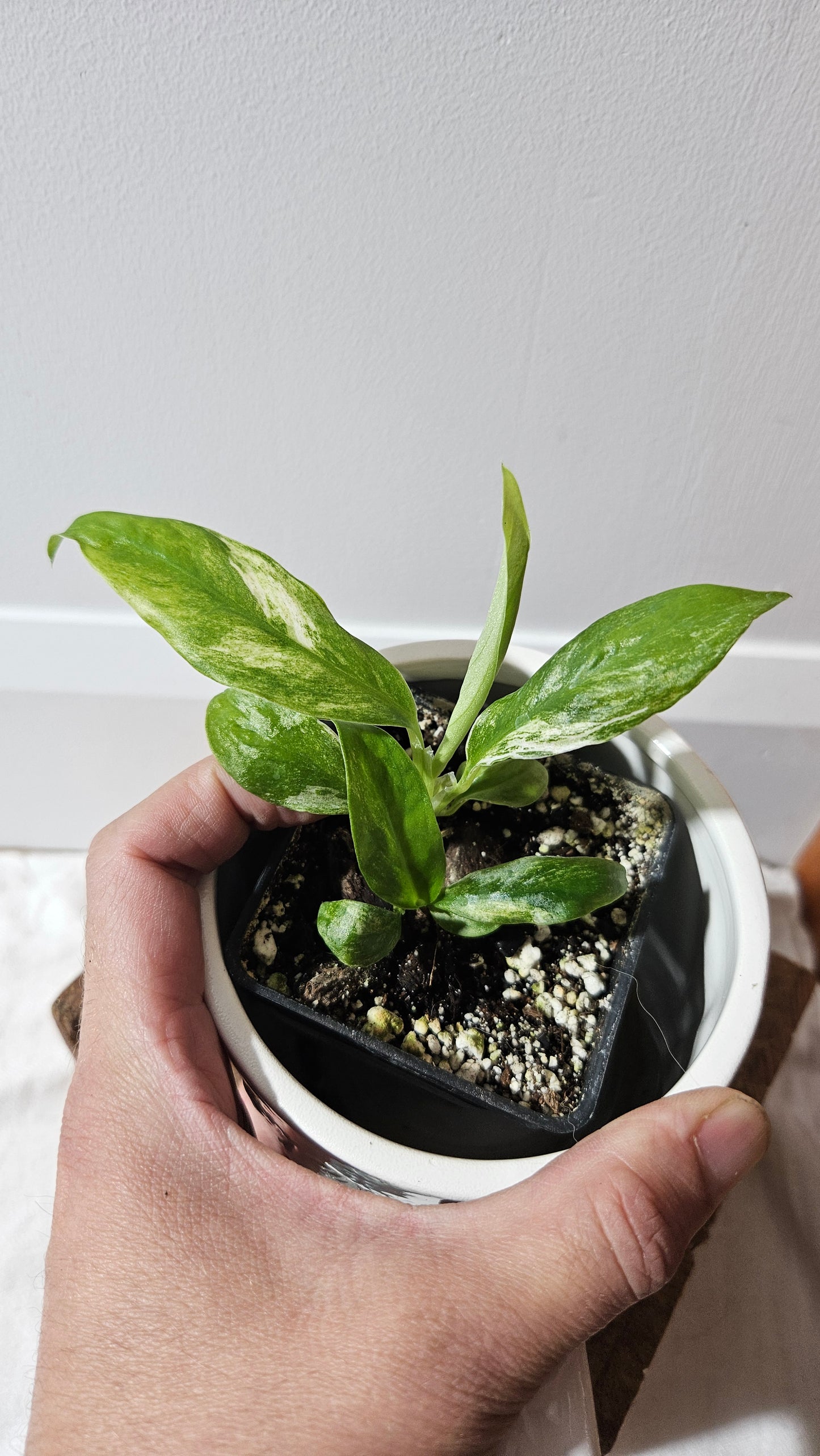 Rhaphidophora Puberula Variegata (AUT-080)