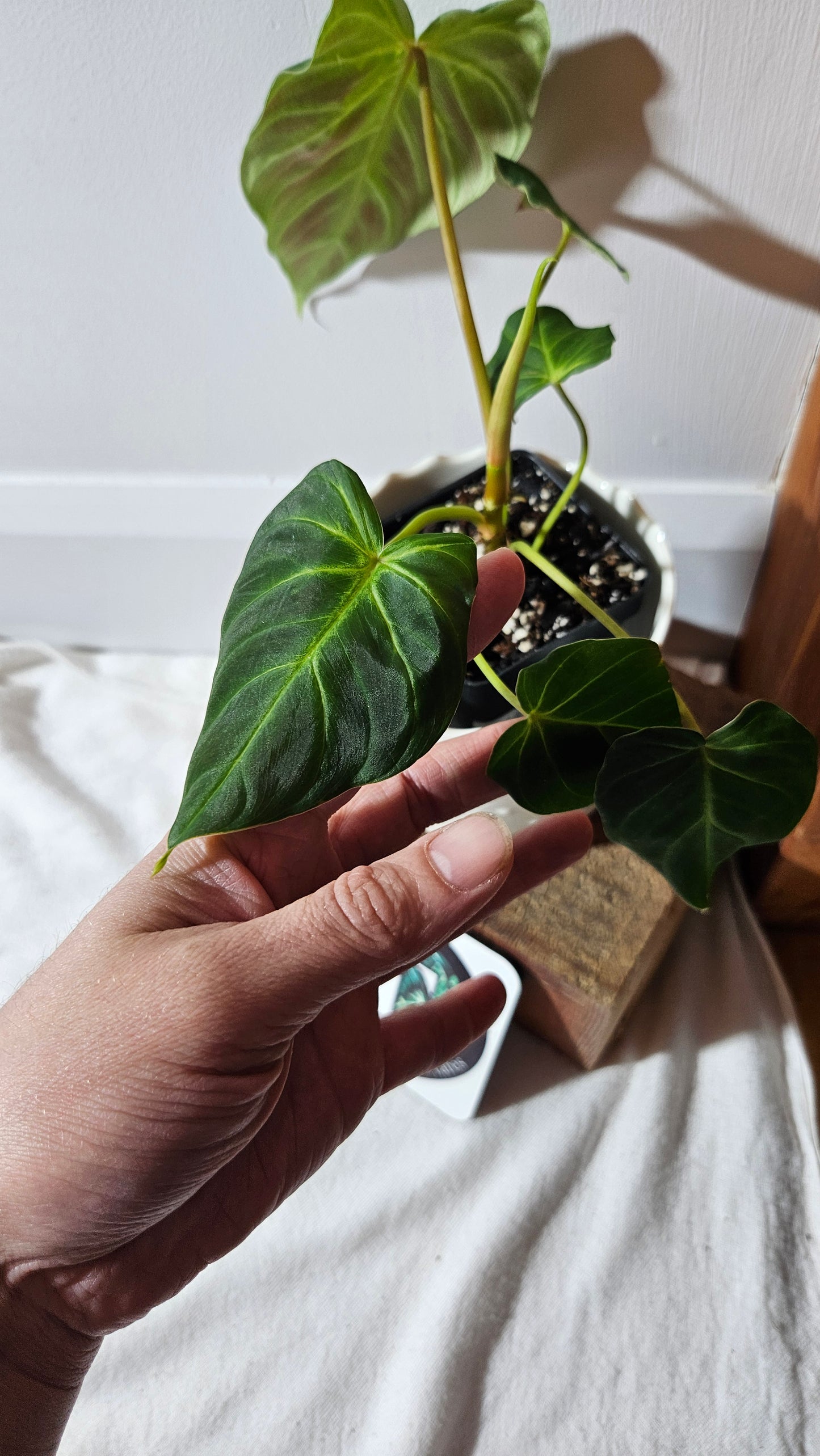 Philodendron Verrucosum Melon (PHI-792)