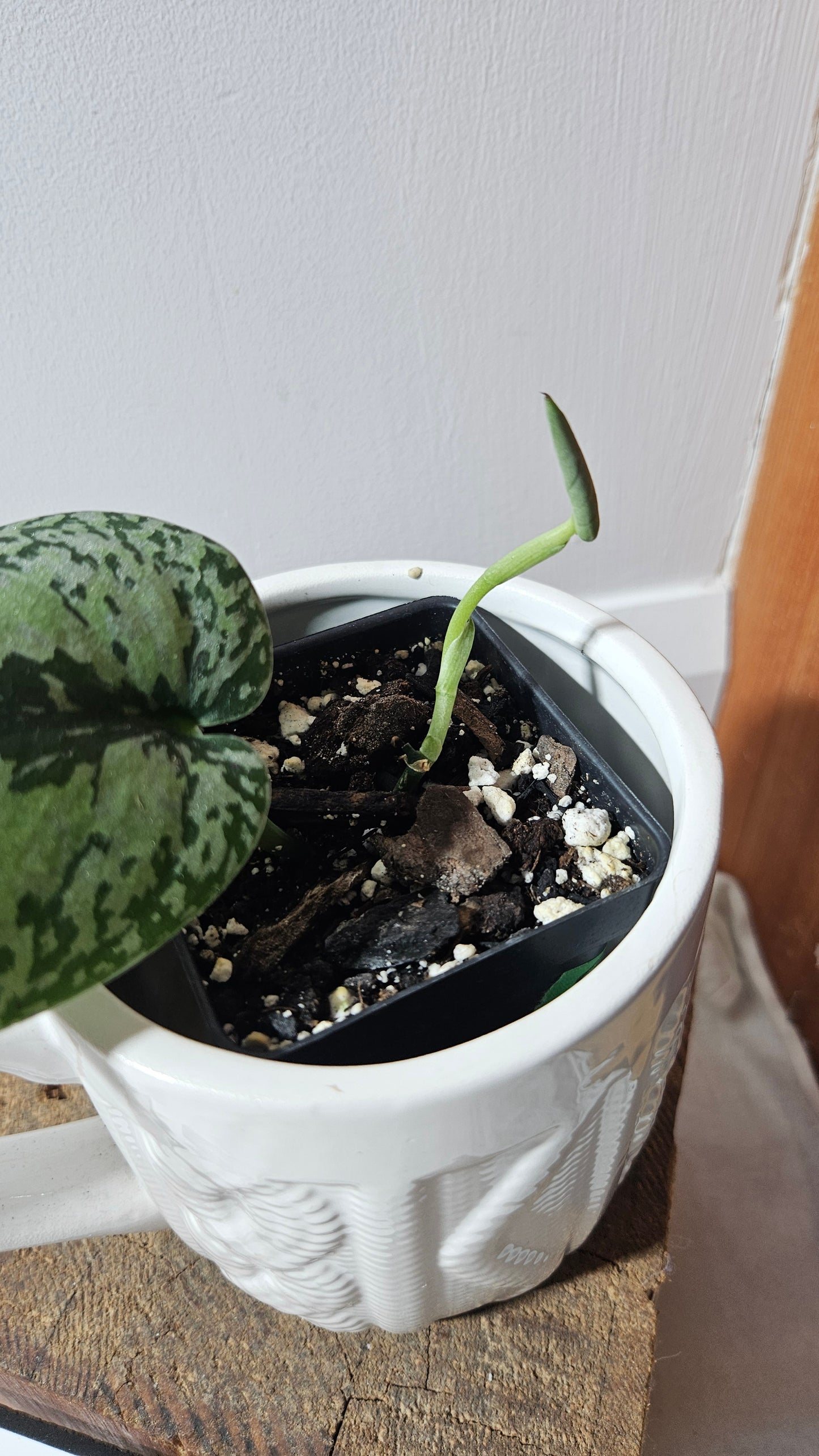 Scindapsus Exotica Tricolore (SCI-861)