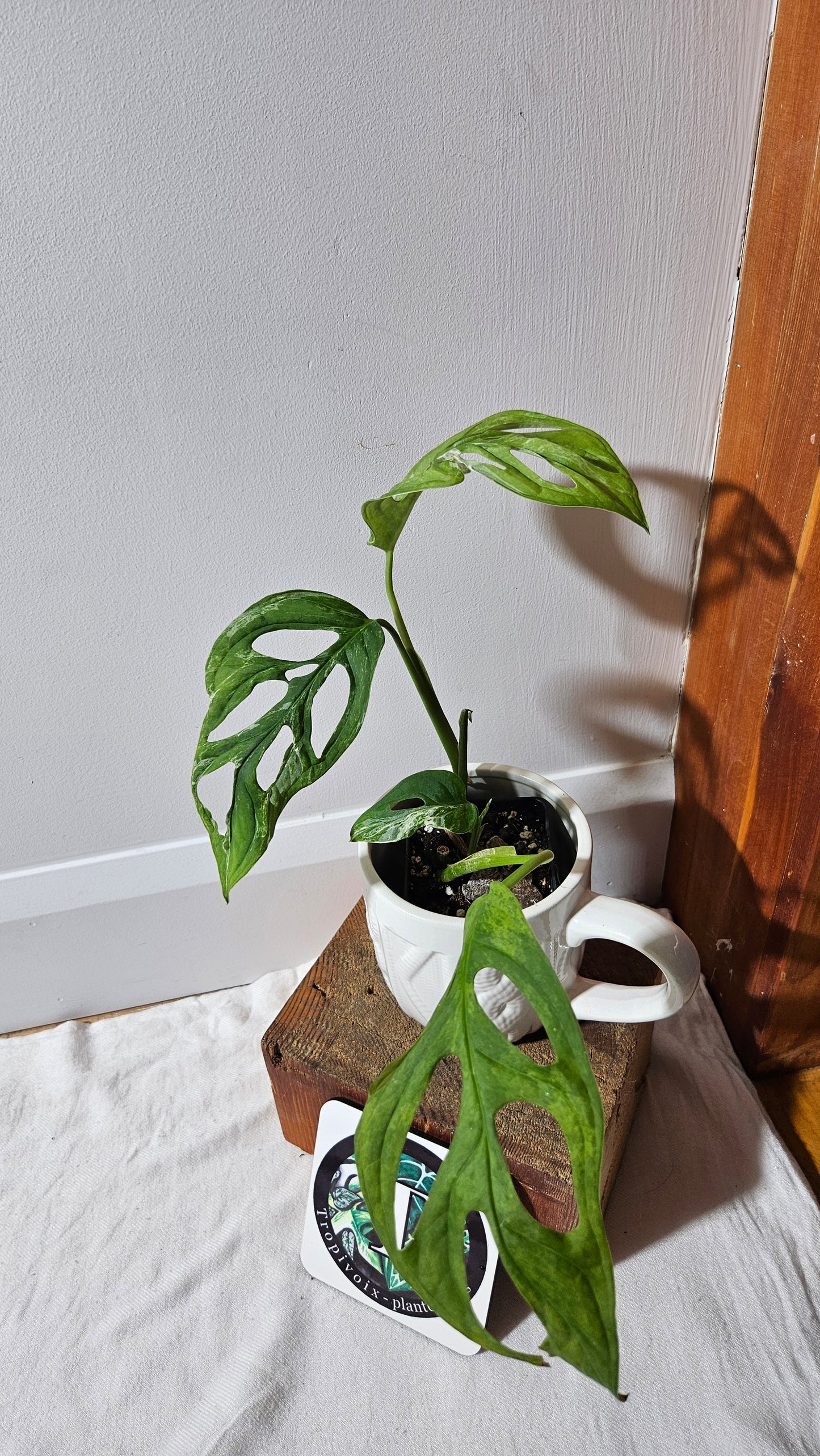 Monstera Andasonii Mint/Indo (MON-476)