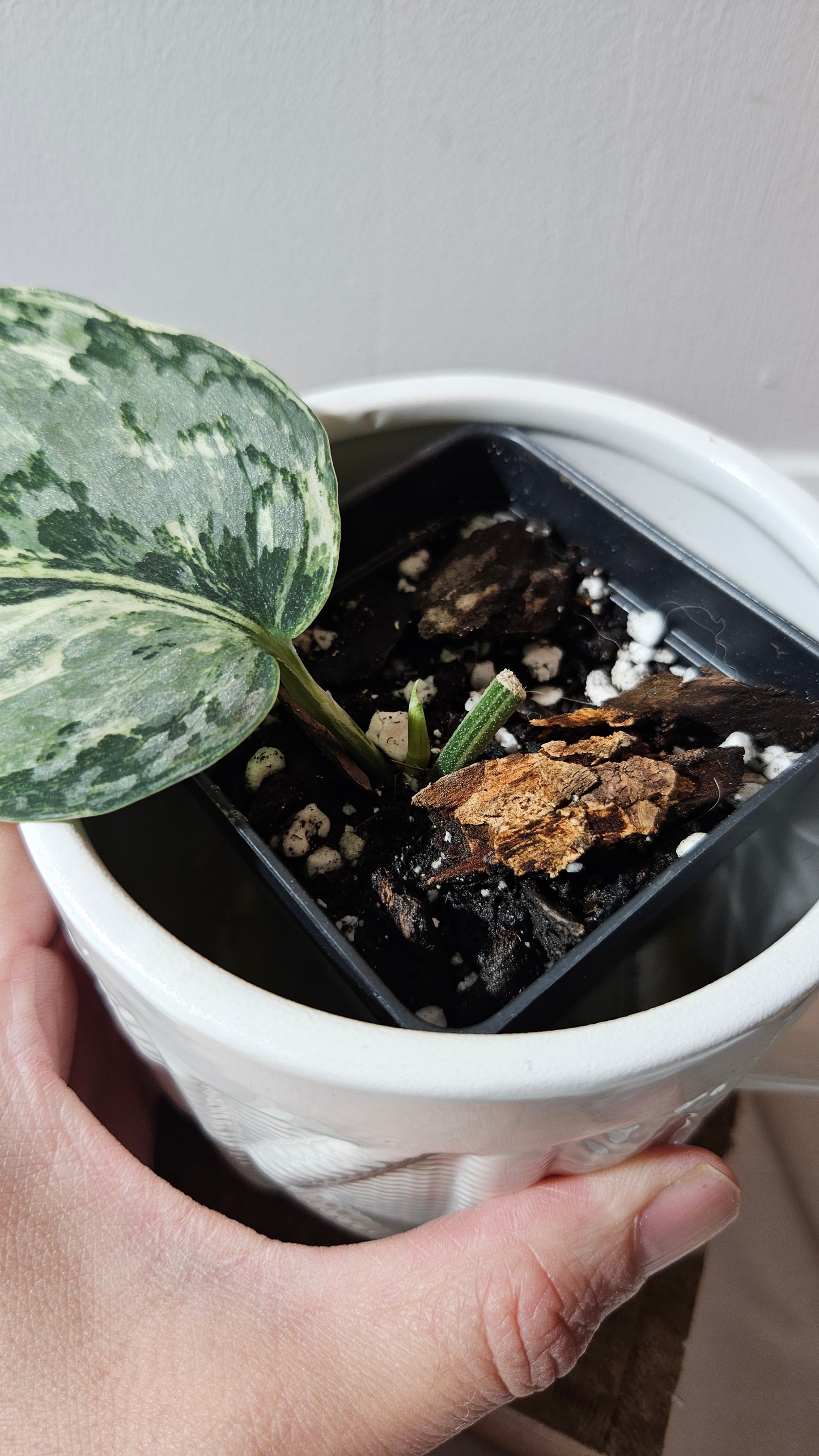 Scindapsus Peasun (SCI-1065)