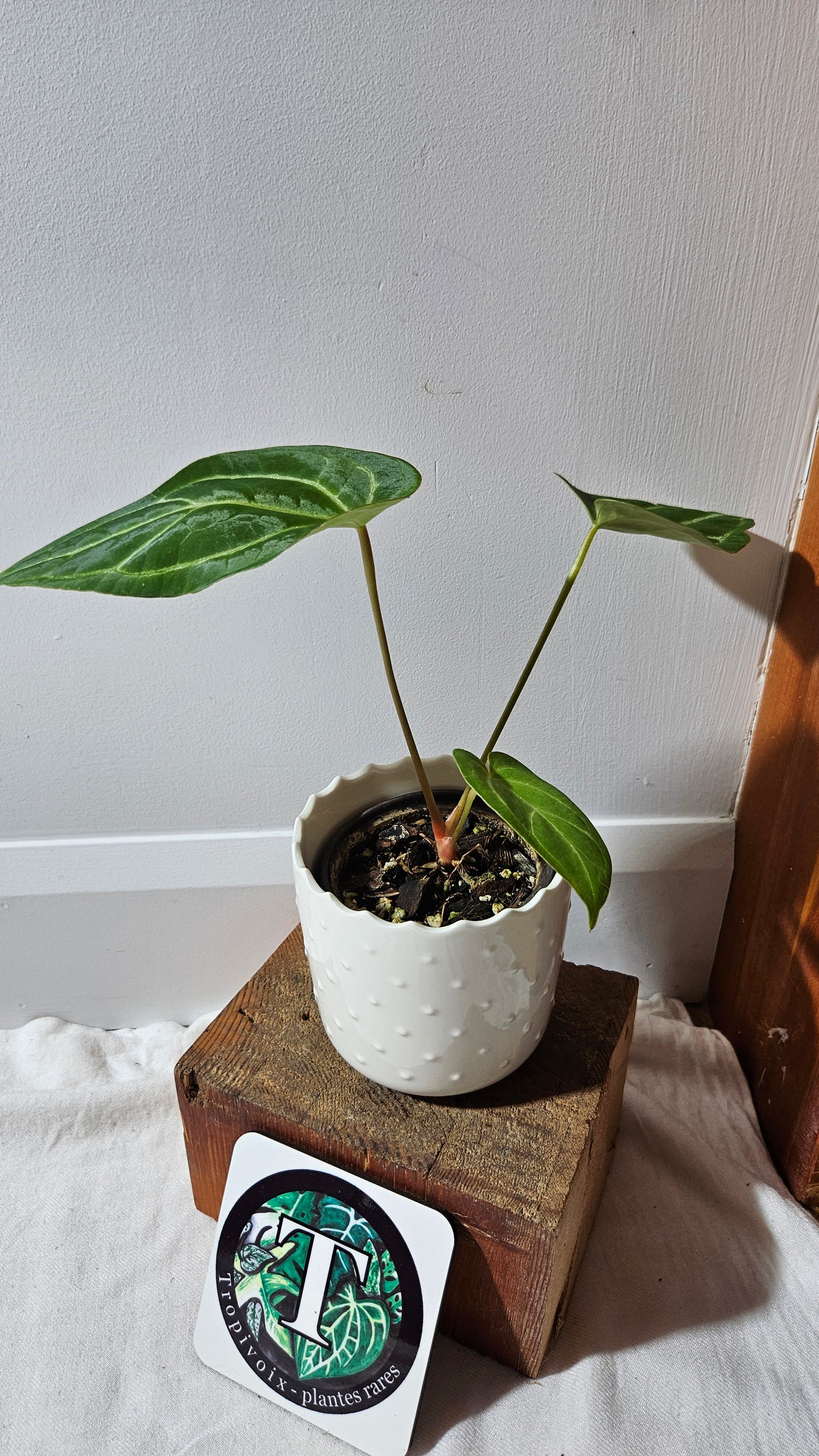 Anthurium Papi x Magnificum "SEEDLING format" (ANT-142)