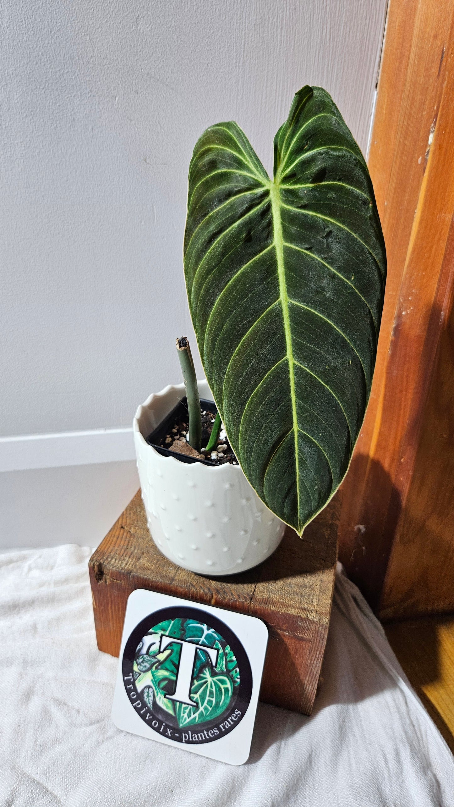 Philodendron Melanochrysum "Large"(PHI-865)