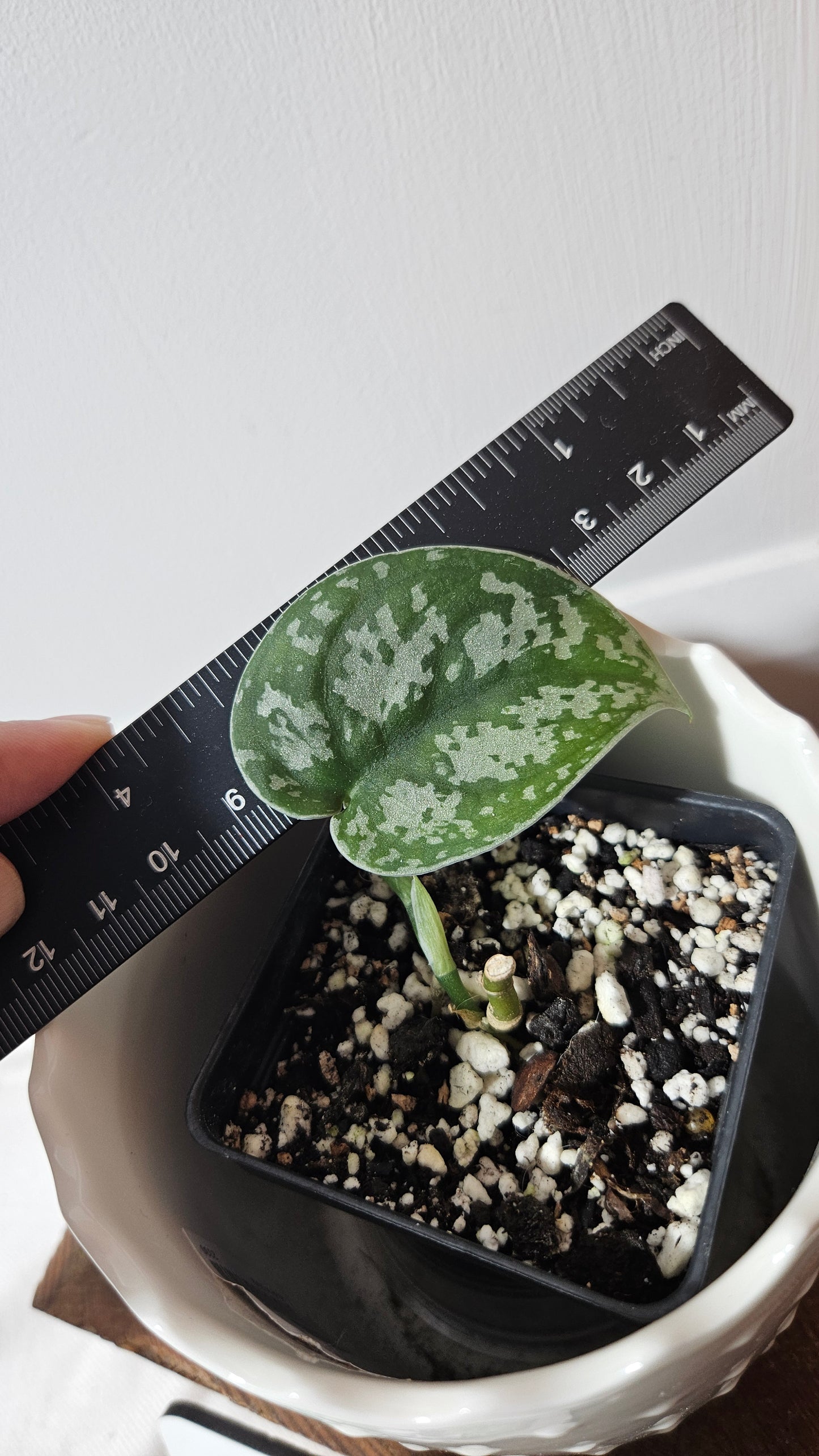 Scindapsus Silver Queen (SCI-1028)