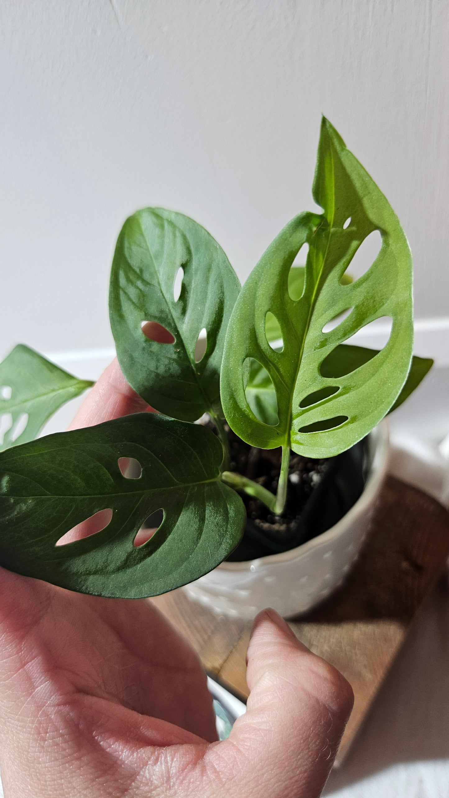 Monstera Obliqua Aff Indanza (MON-280)