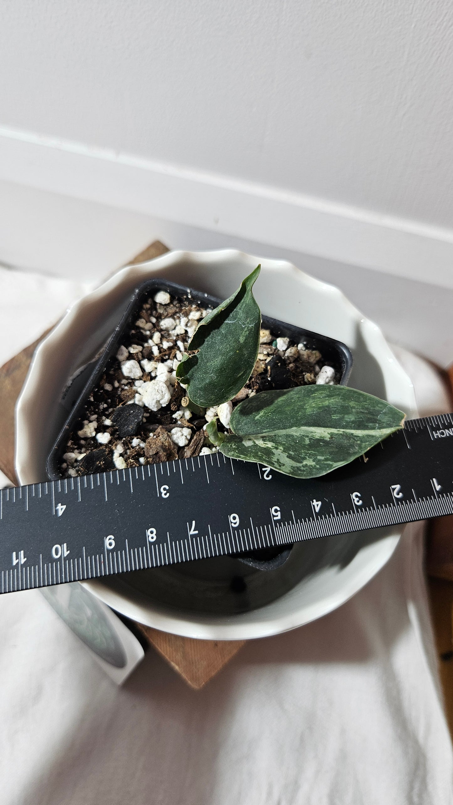 Scindapsus Silver Splash Dark Variegata (SCI-841)