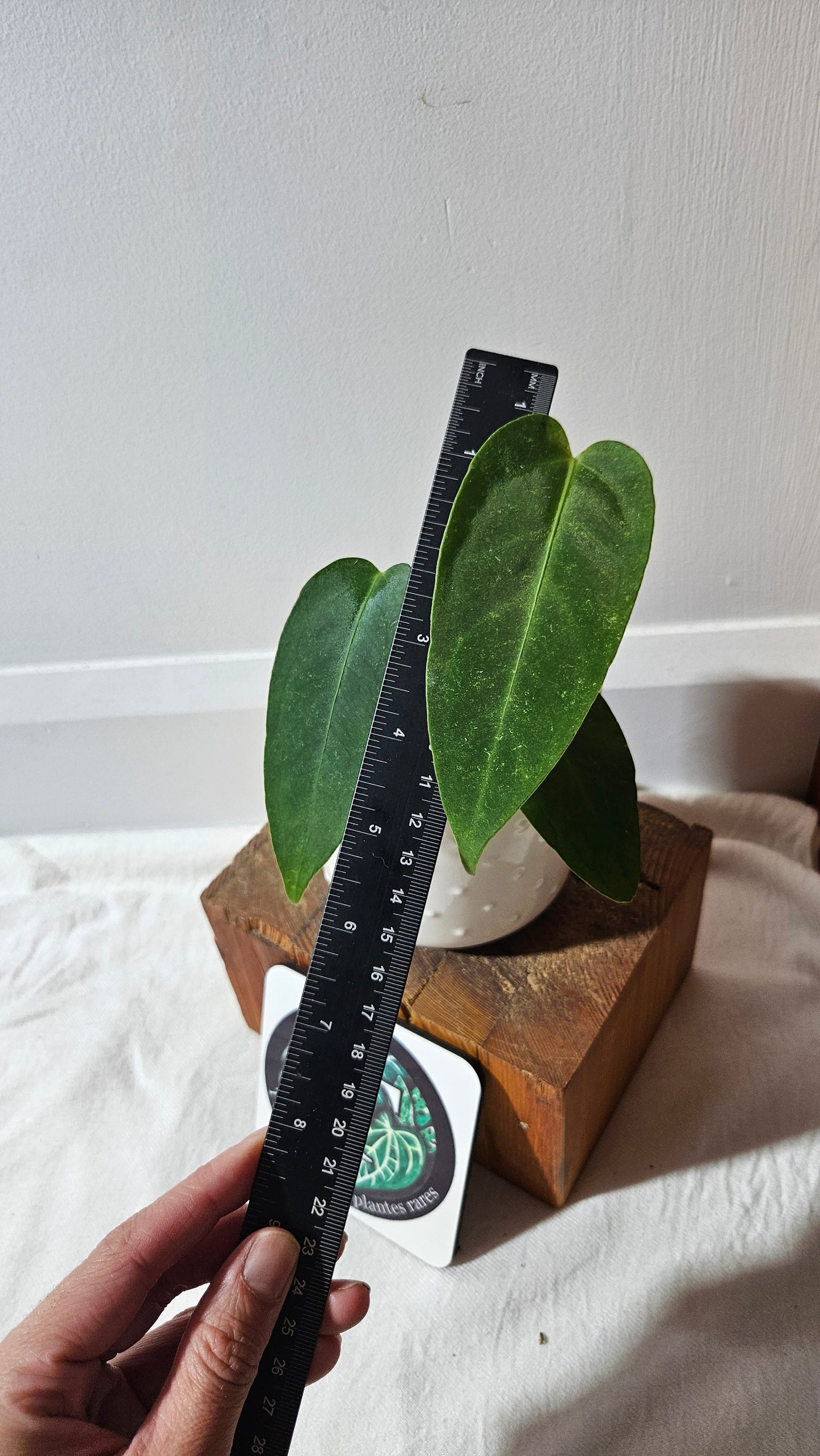Anthurium Cirinoi aff Black Velvet "format MOYEN"(ANT-433)