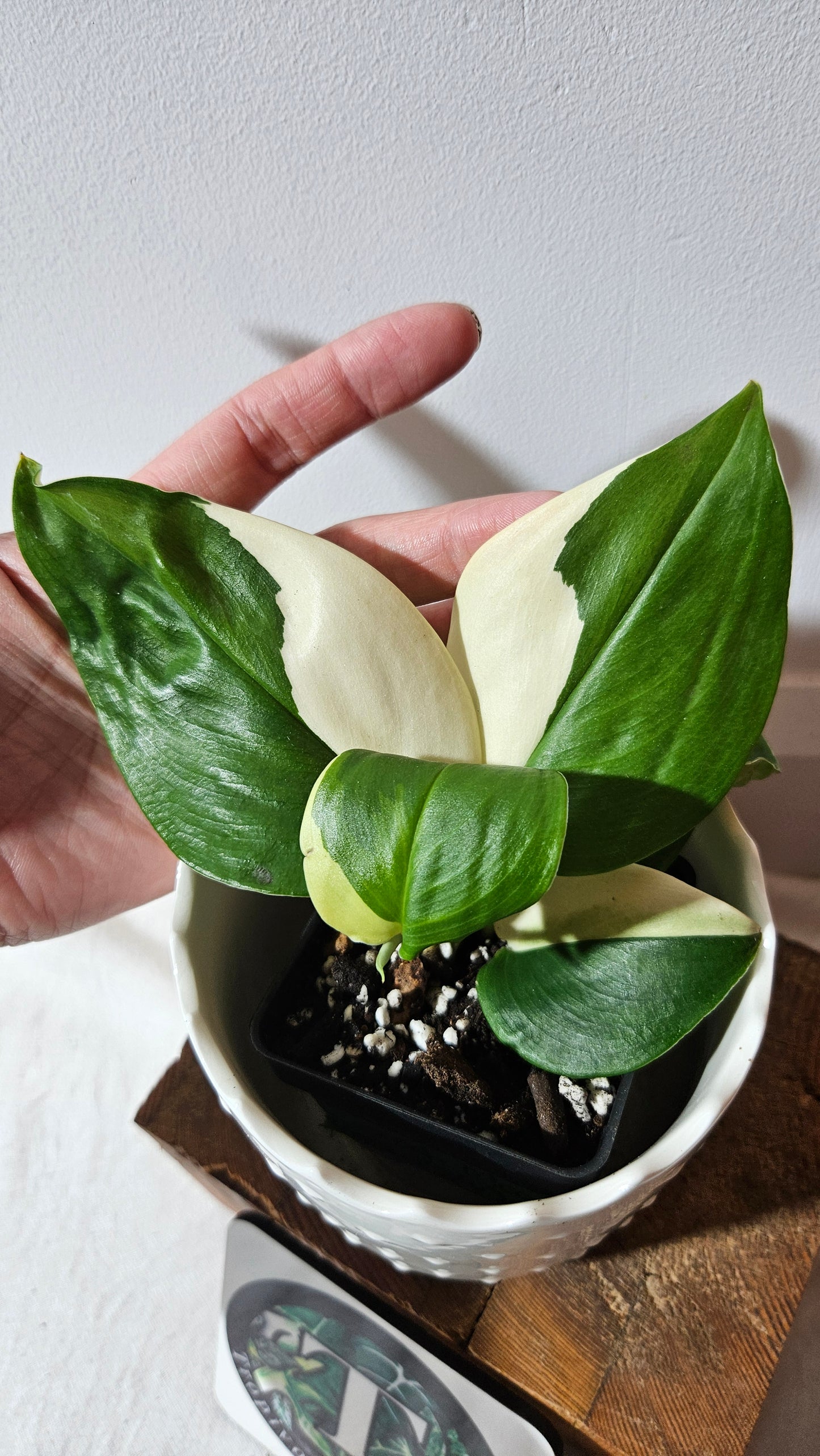 Scindapsus Moonlight Albo (SCI-975)