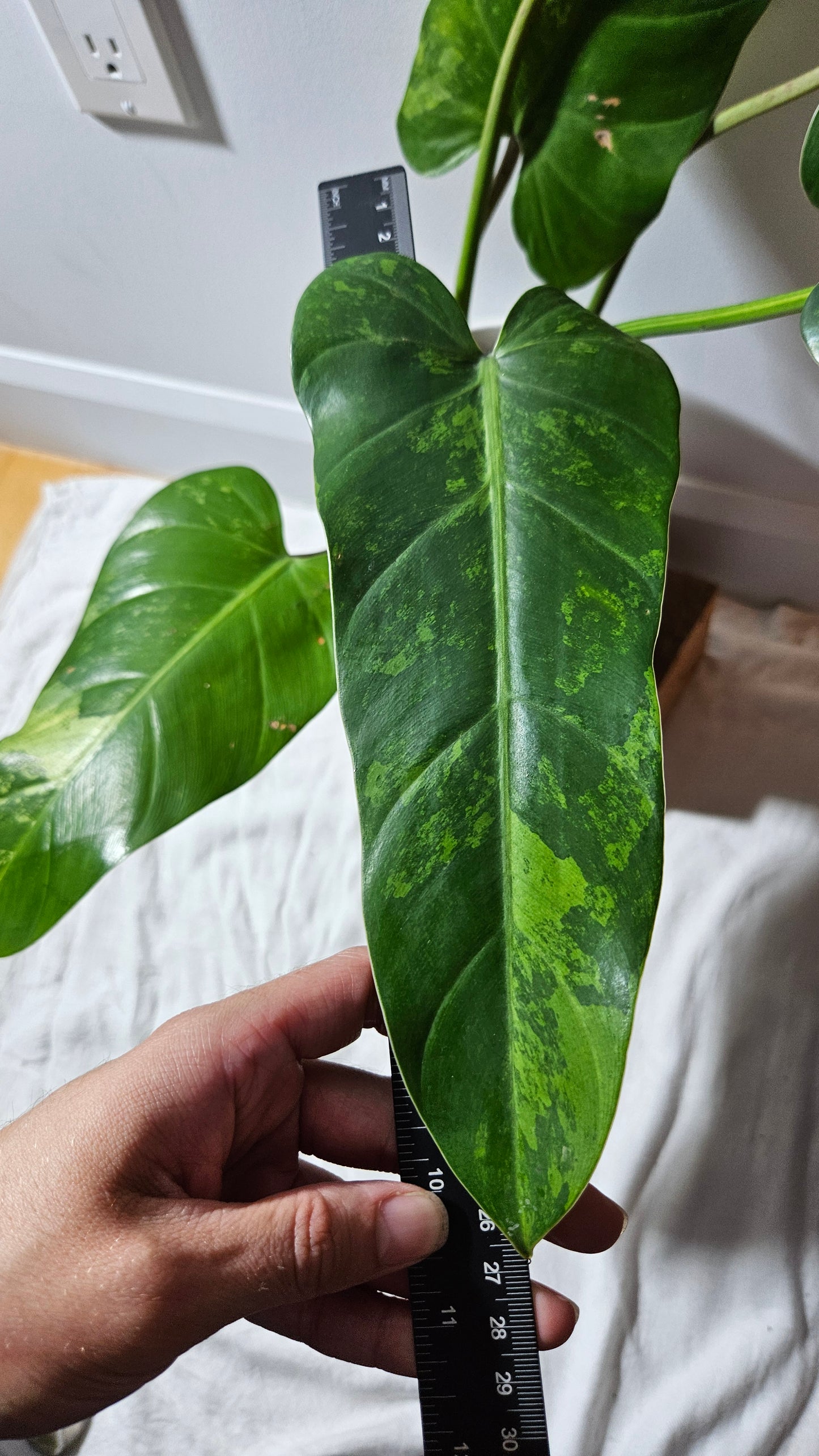 Philodendron whipple Way Variegata (PHI-896)