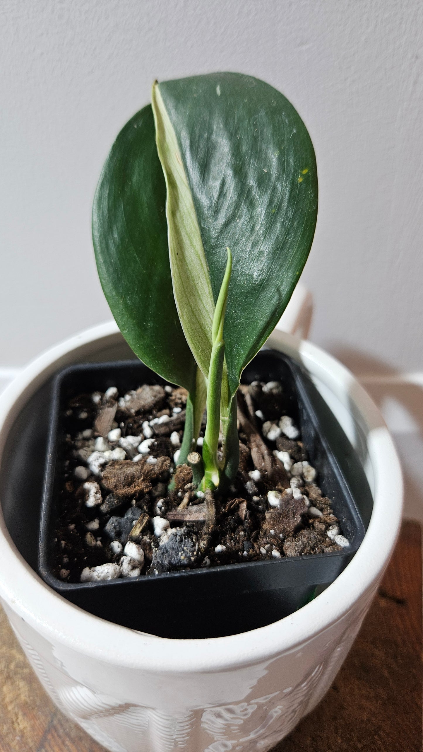 Scindapsus Treubii Dark Form albo (SCI-1266)