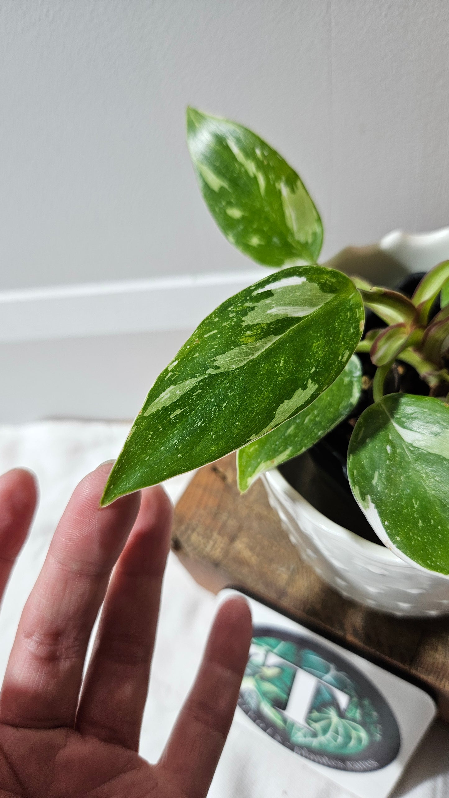 Philodendron White Princess (PHI-882)