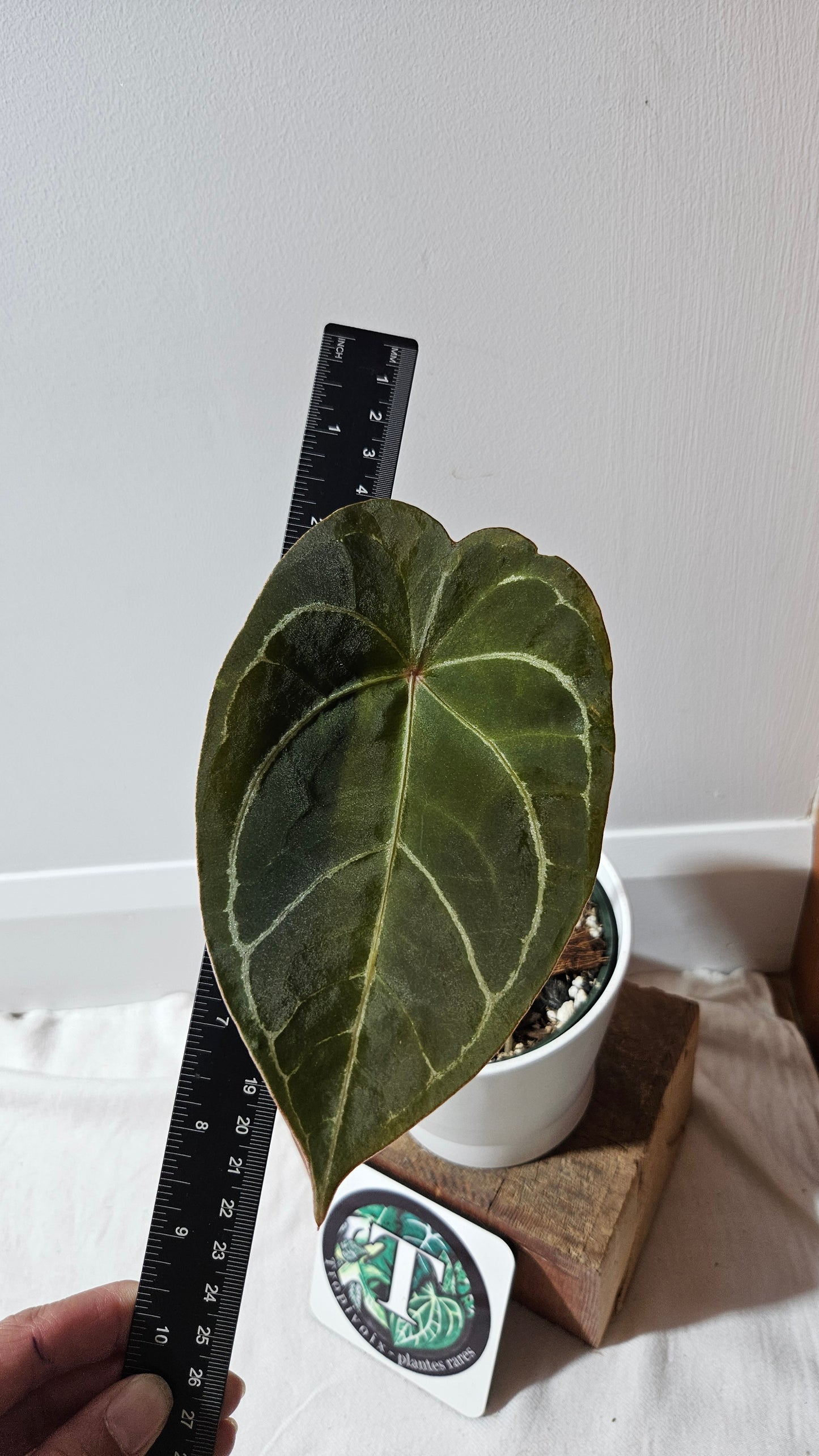 Anthurium Forgetti hybrid "format MOYEN" (ANT-121)