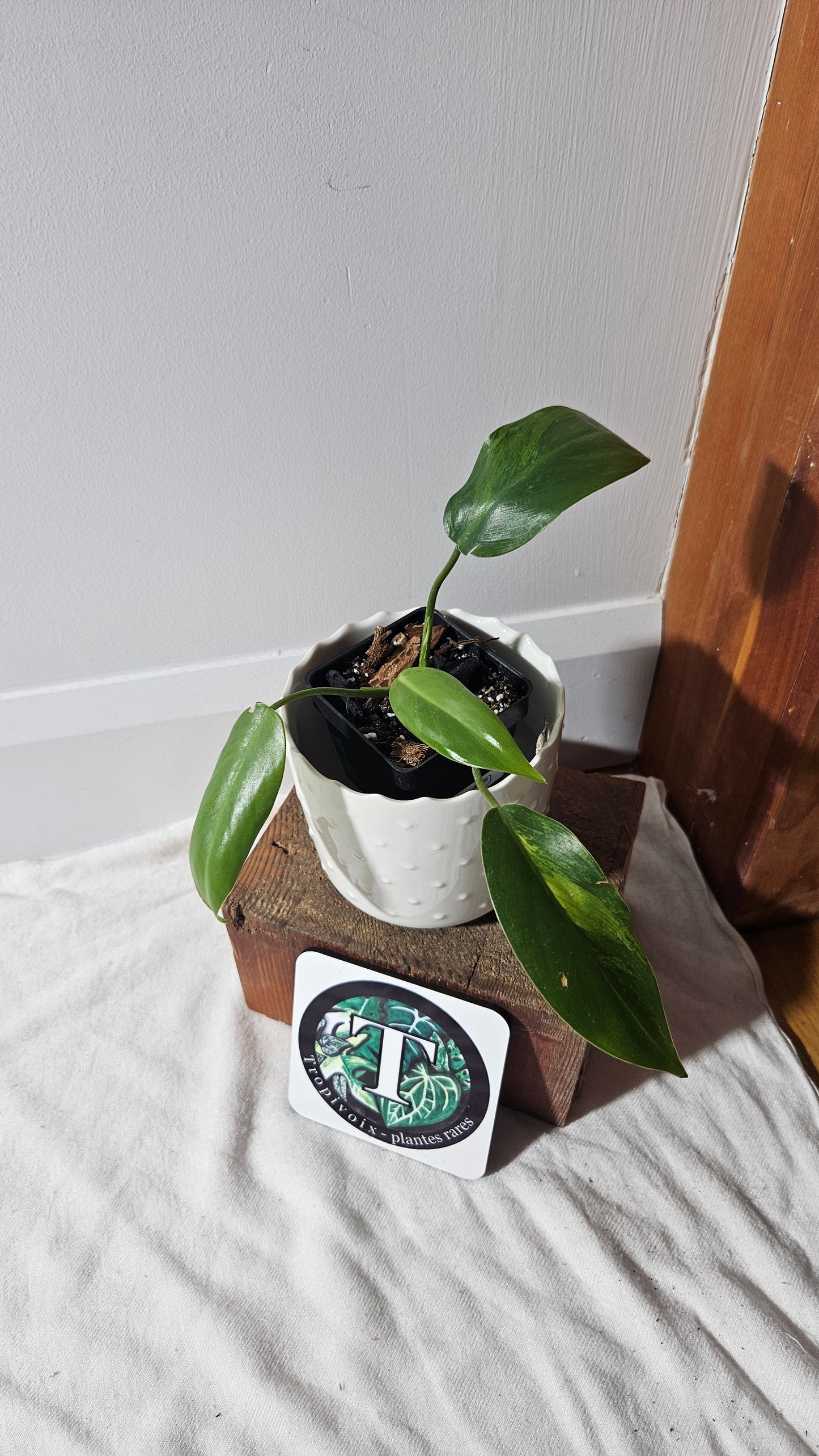 Philodendron Avocado Shake (PHI-773)