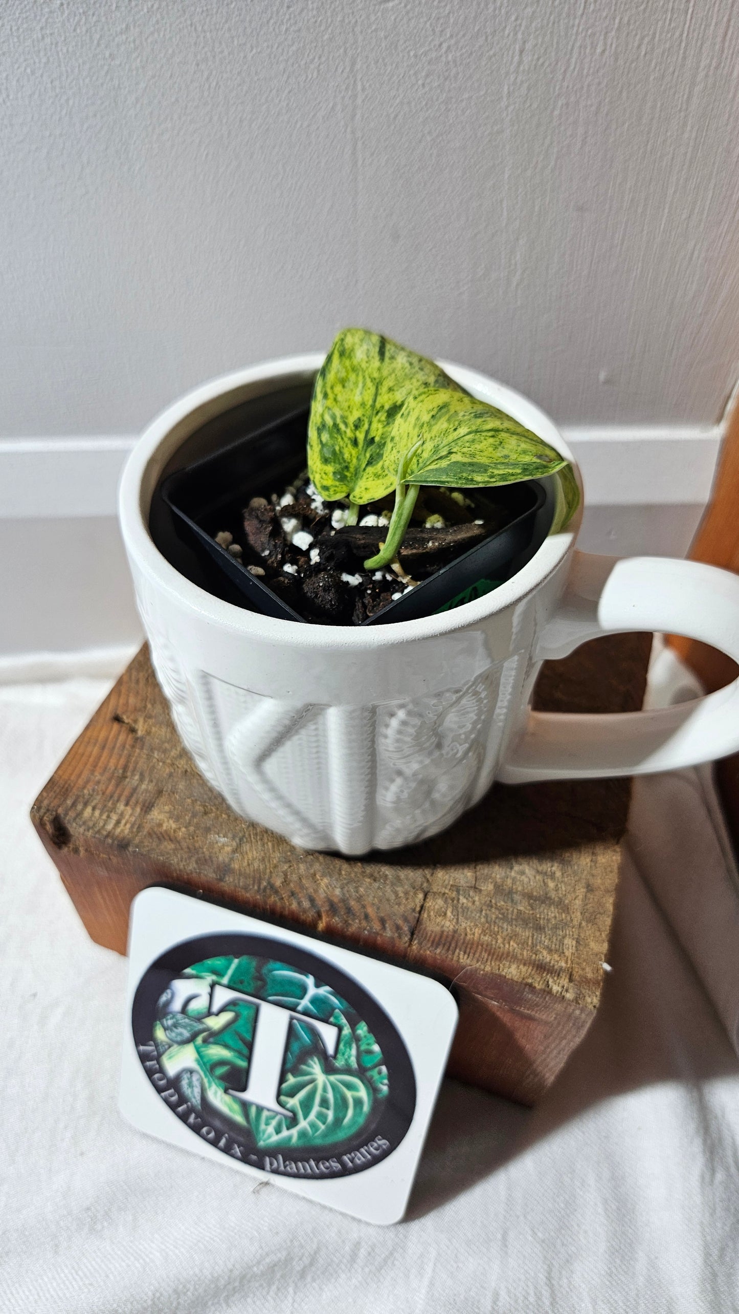 Scindapsus Silver Cloud variegata (SCI-1087)