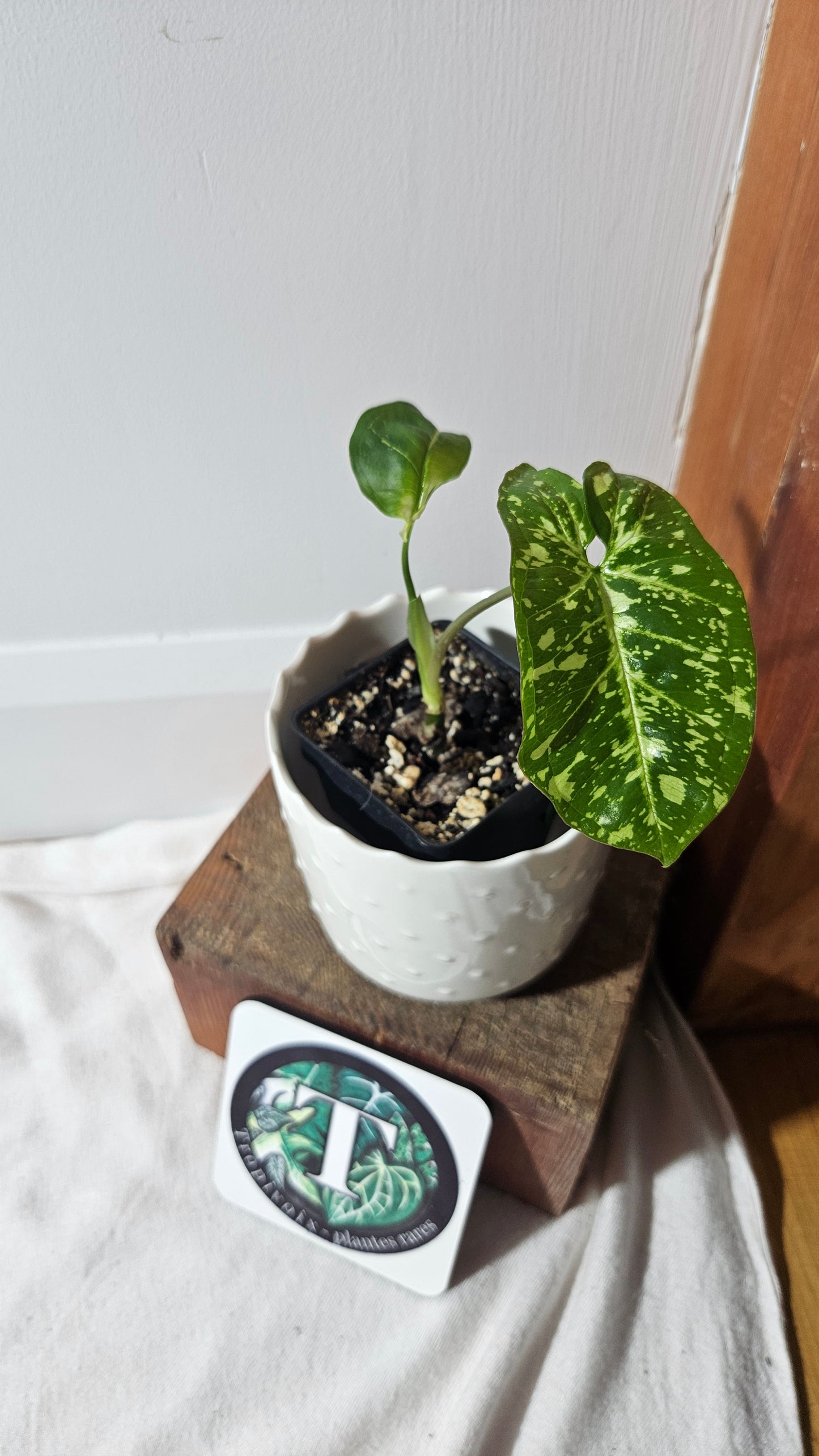 Syngonium Panda/Indo (SYN-420)