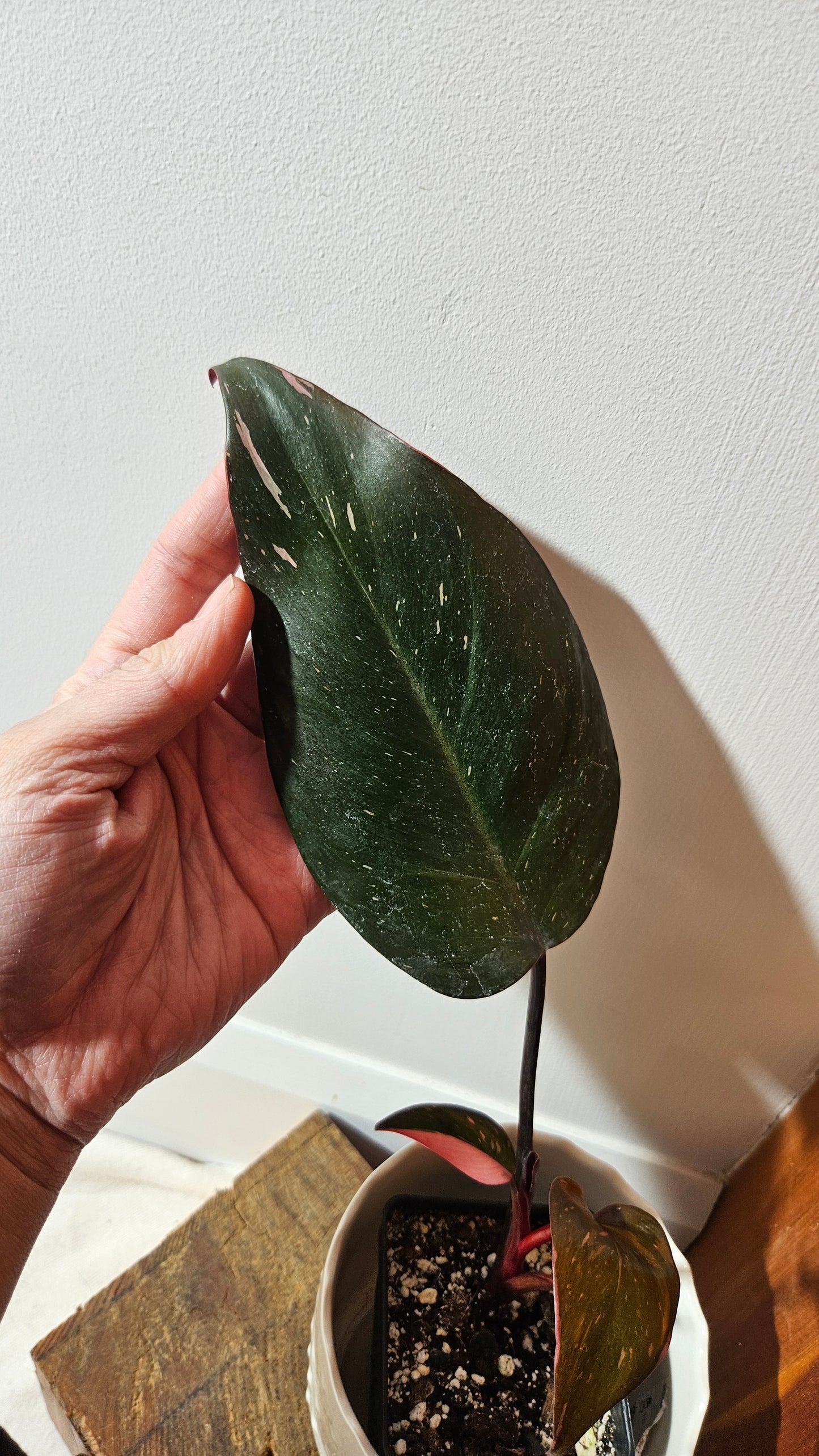 Philodendron Black Cherry (PHI-710)