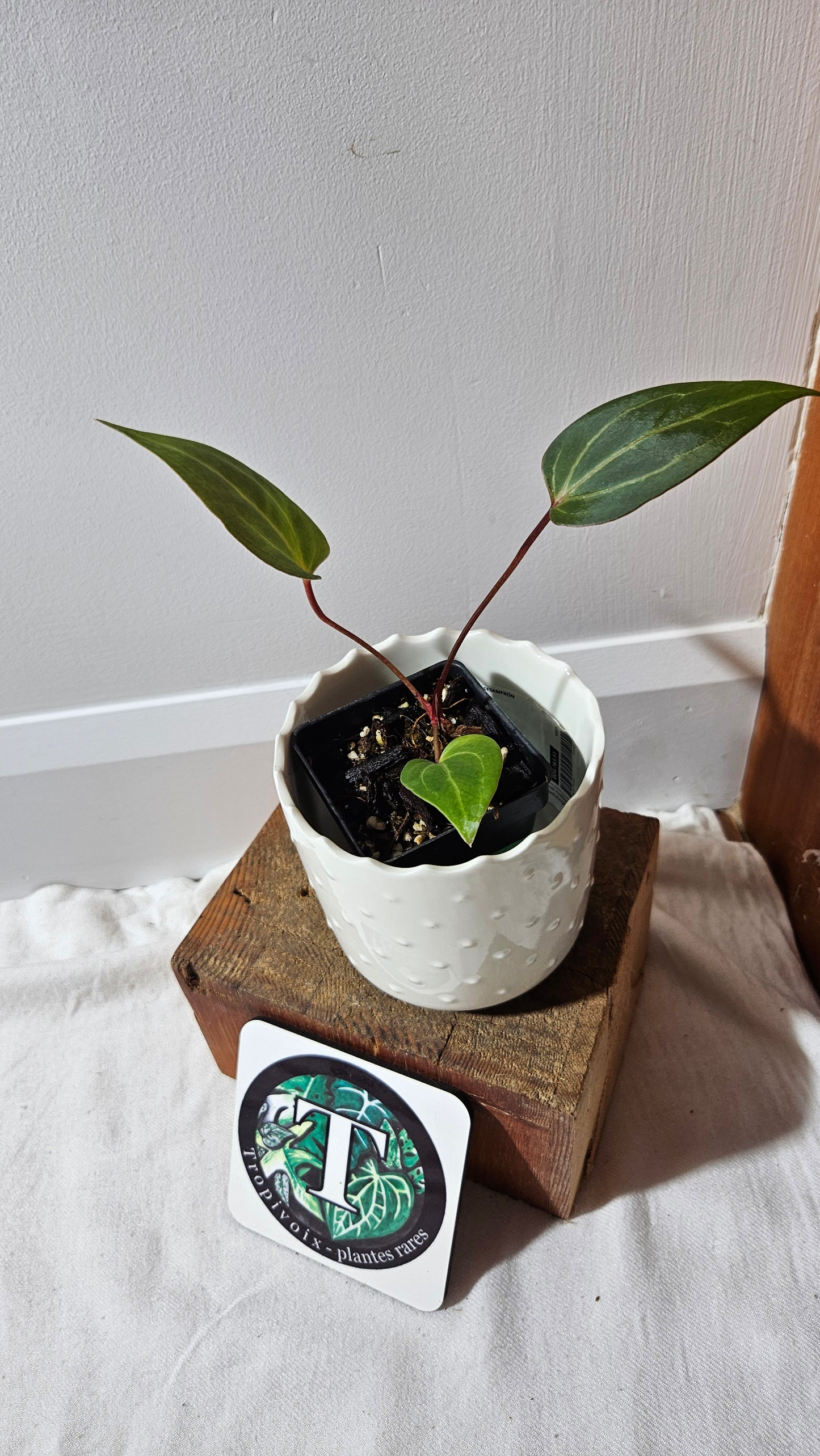 Anthurium Red Stem "format PETIT" (ANT-513)