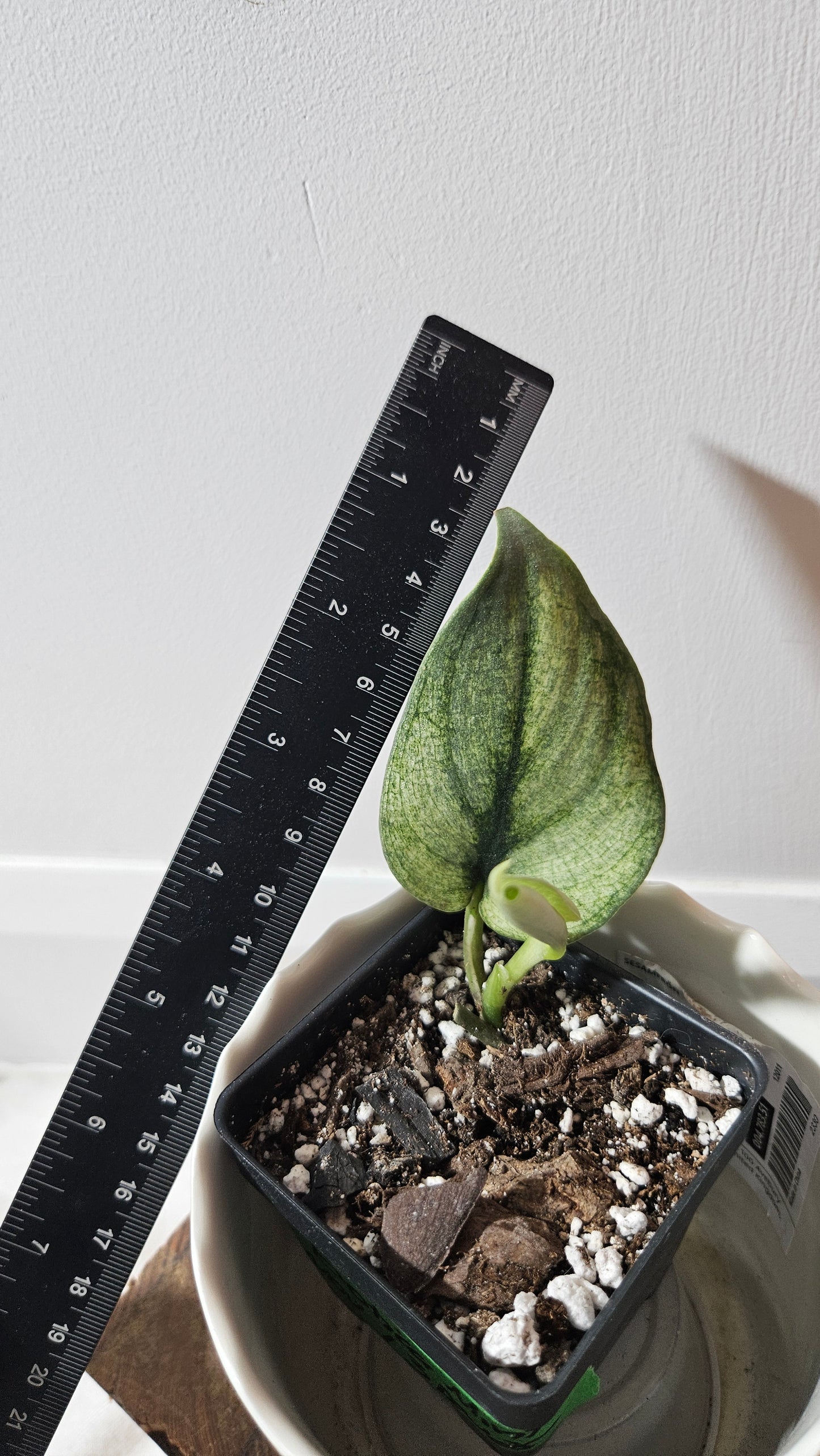 Scindapsus Exotica Mint (SCI-816)