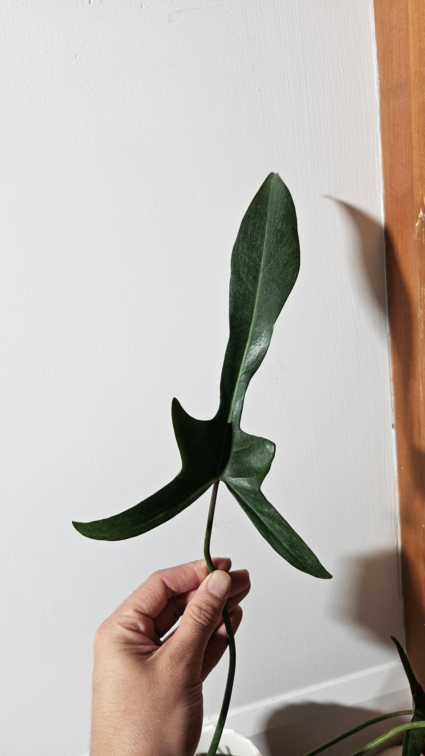 Philodendron Longilobatum (PHI-376)