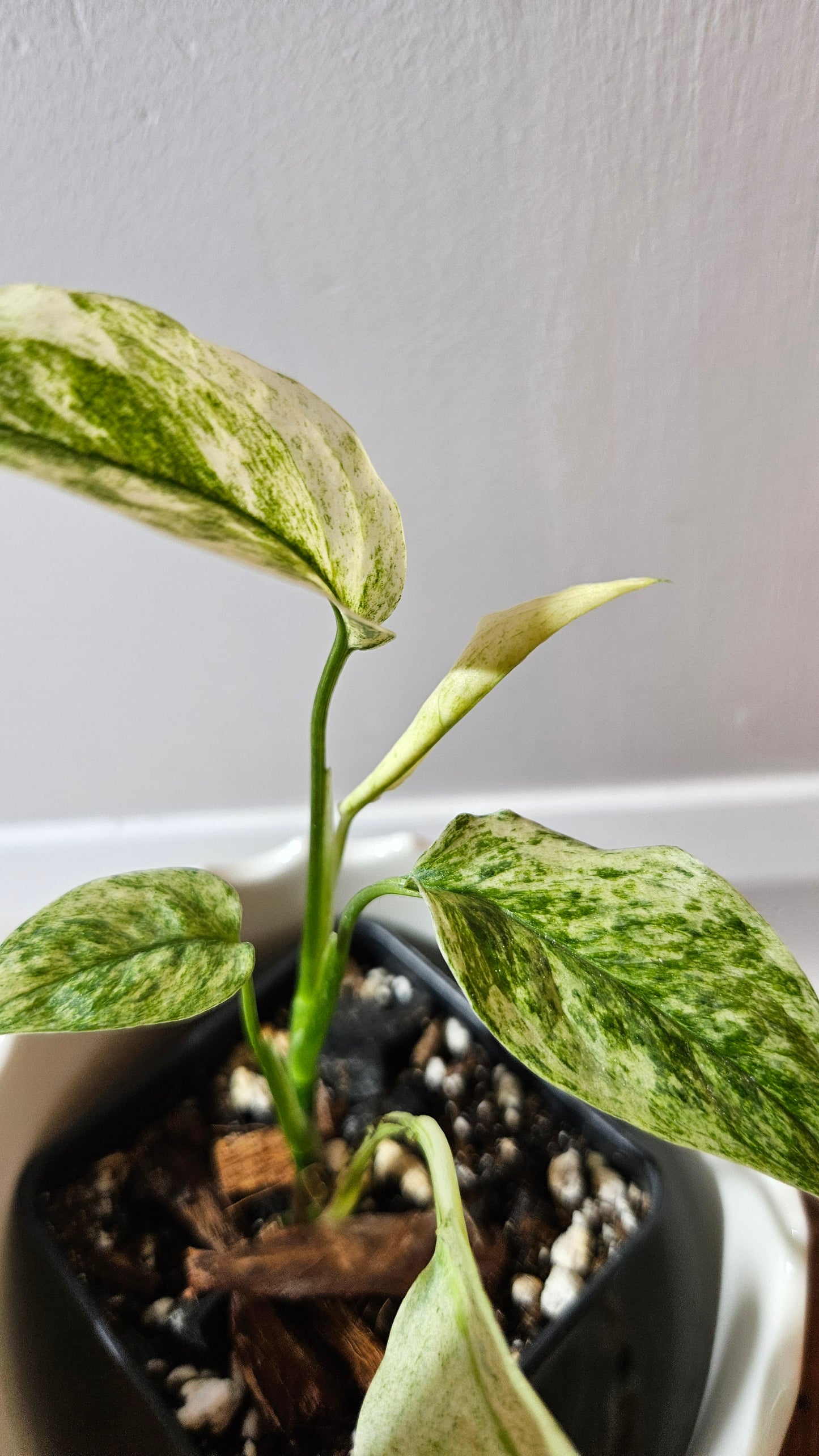Monstera Laniata Mint (MON-338)