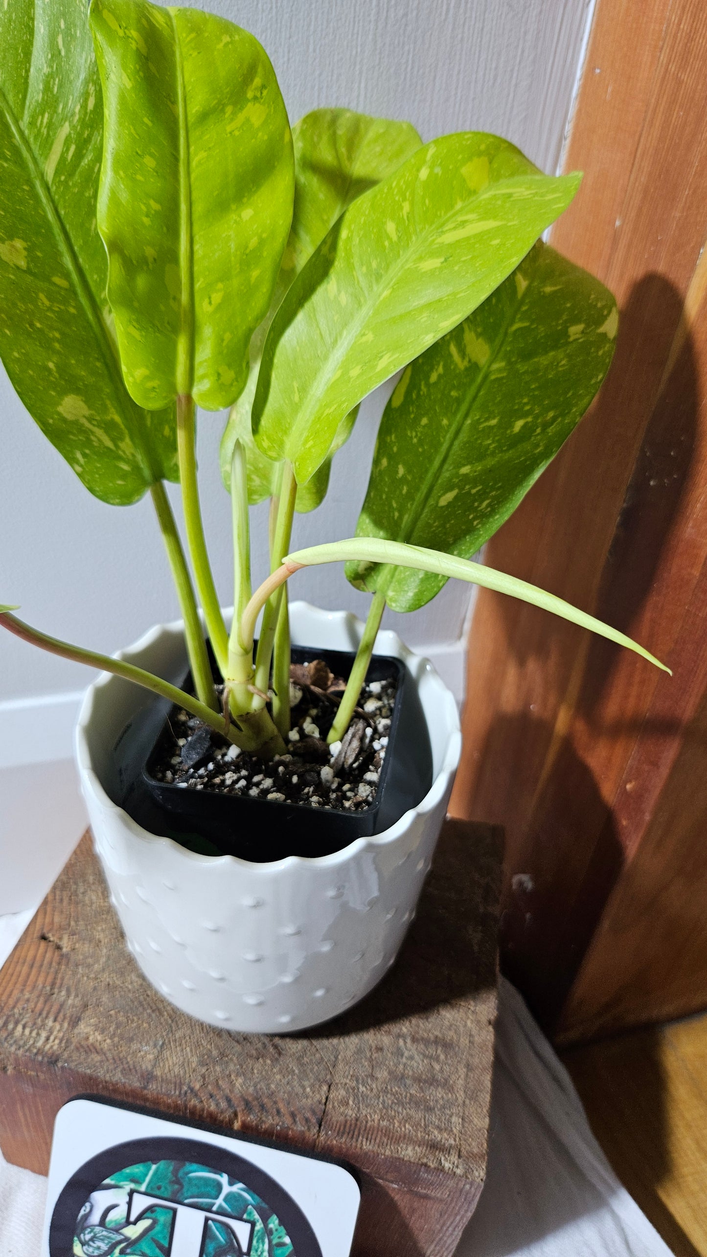 Philodendron Golden Goldness (PHI-894)