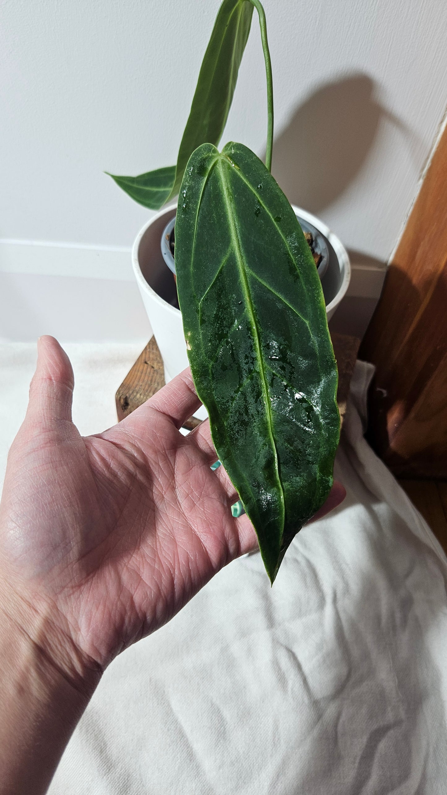 Anthurium Warocqueanum Dark "MEDIUM format" (ANT-333)