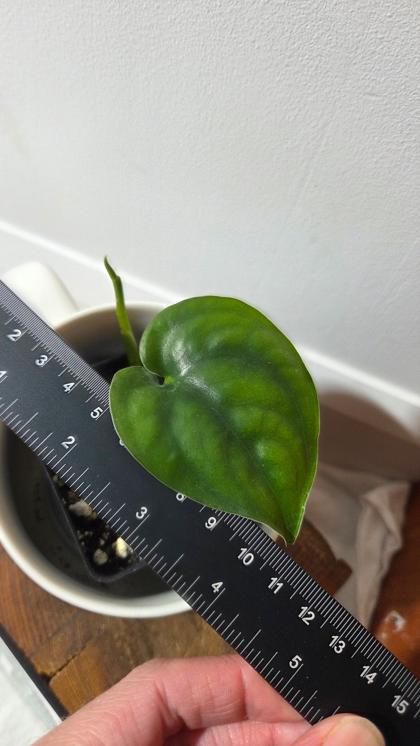 Scindapsus Lucens (SCI-1403)