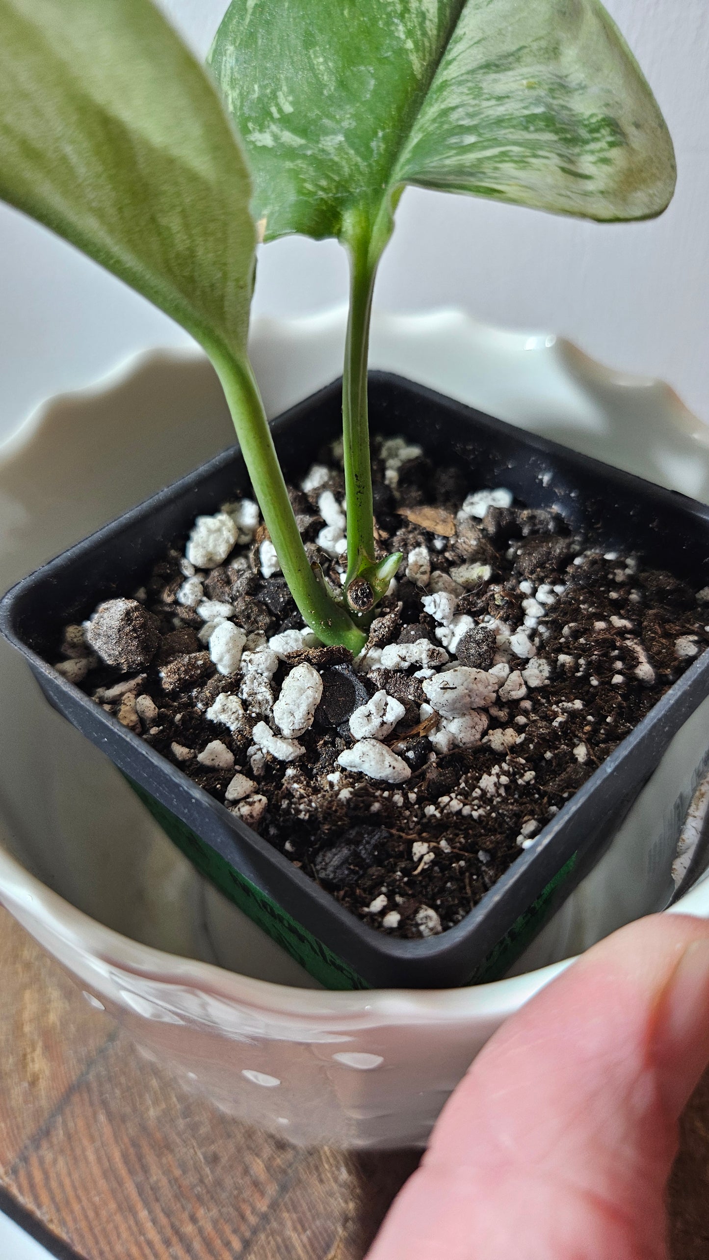Scindapsus Treubii Moonlight Tricolore (SCI-801)