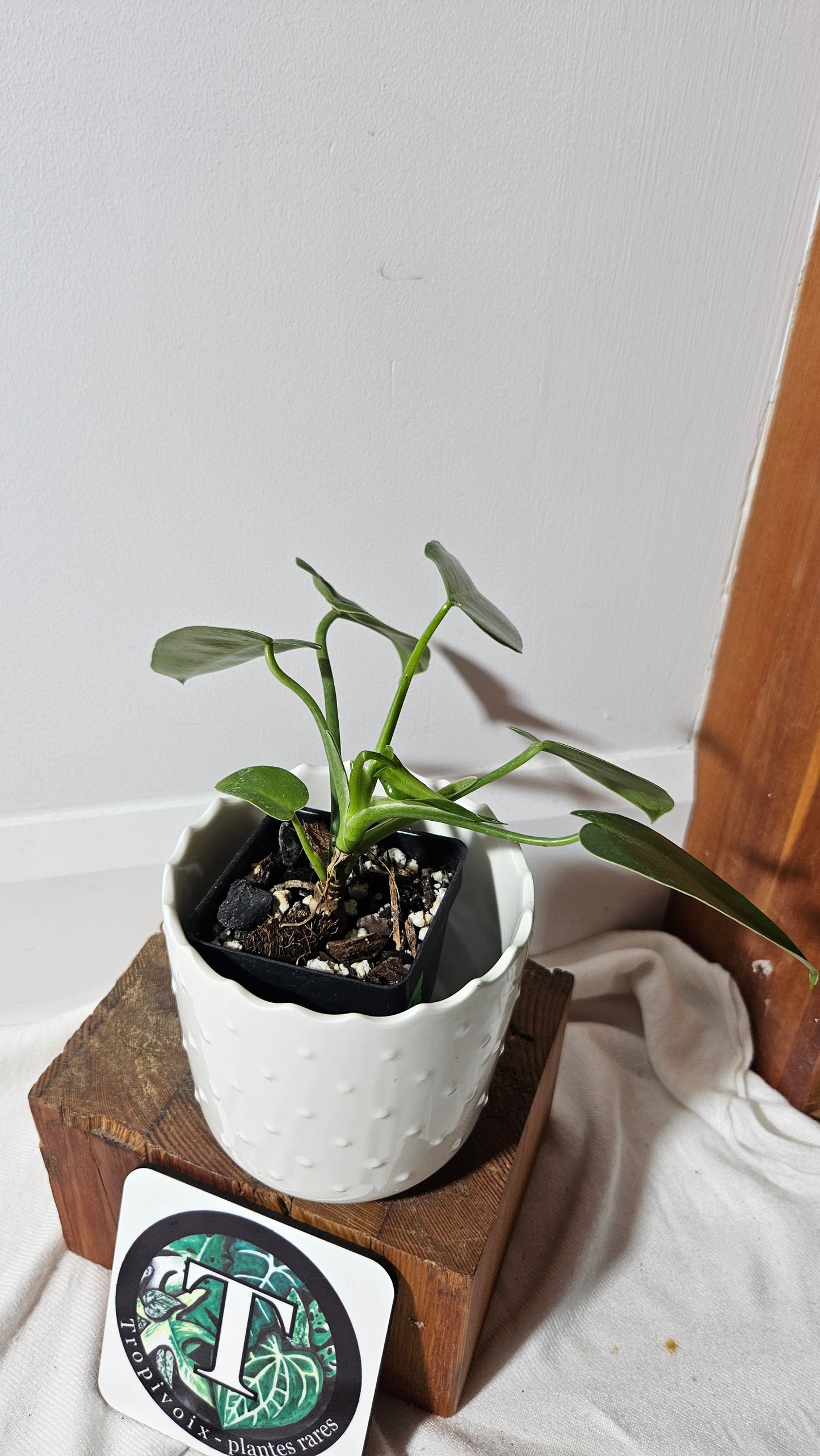 Philodendron Ilsemanii Green (PHI-693)