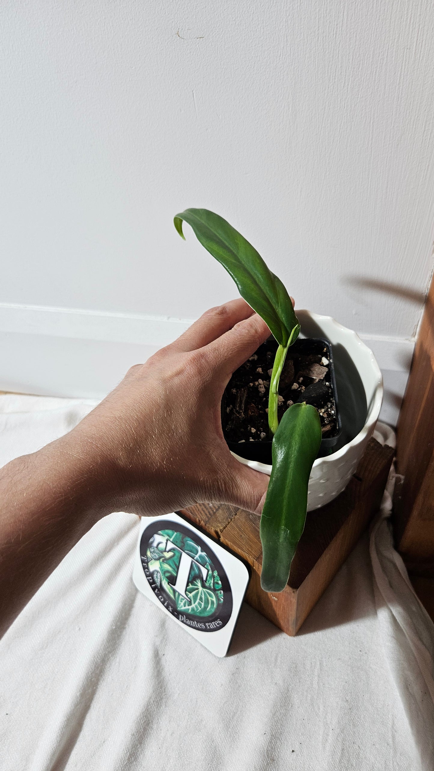 Philodendron Élégant (d'équateur)(PHI-839)