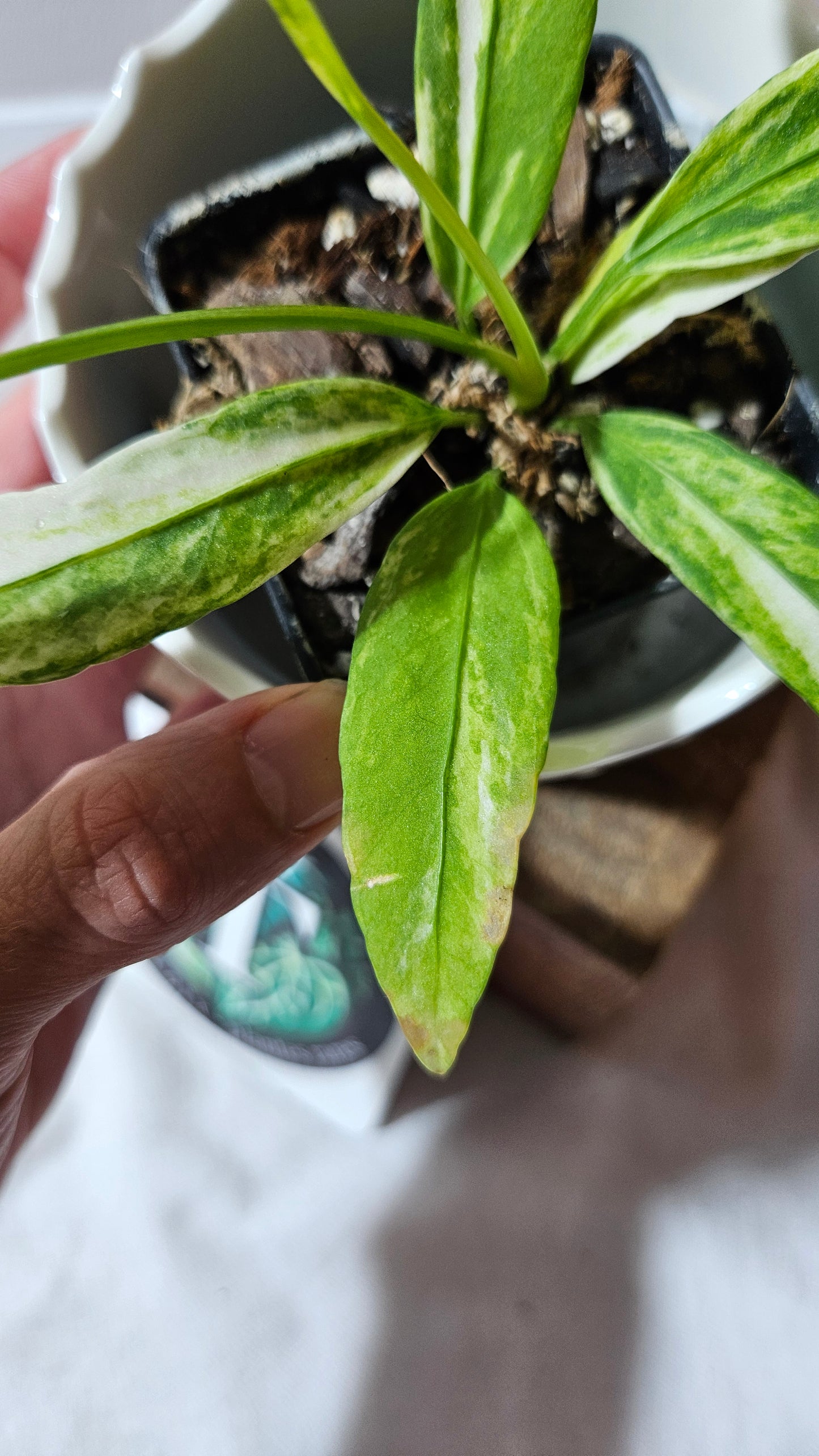 Anthurium Vittarifolium Variegata "format PETIT"(ANT-443)