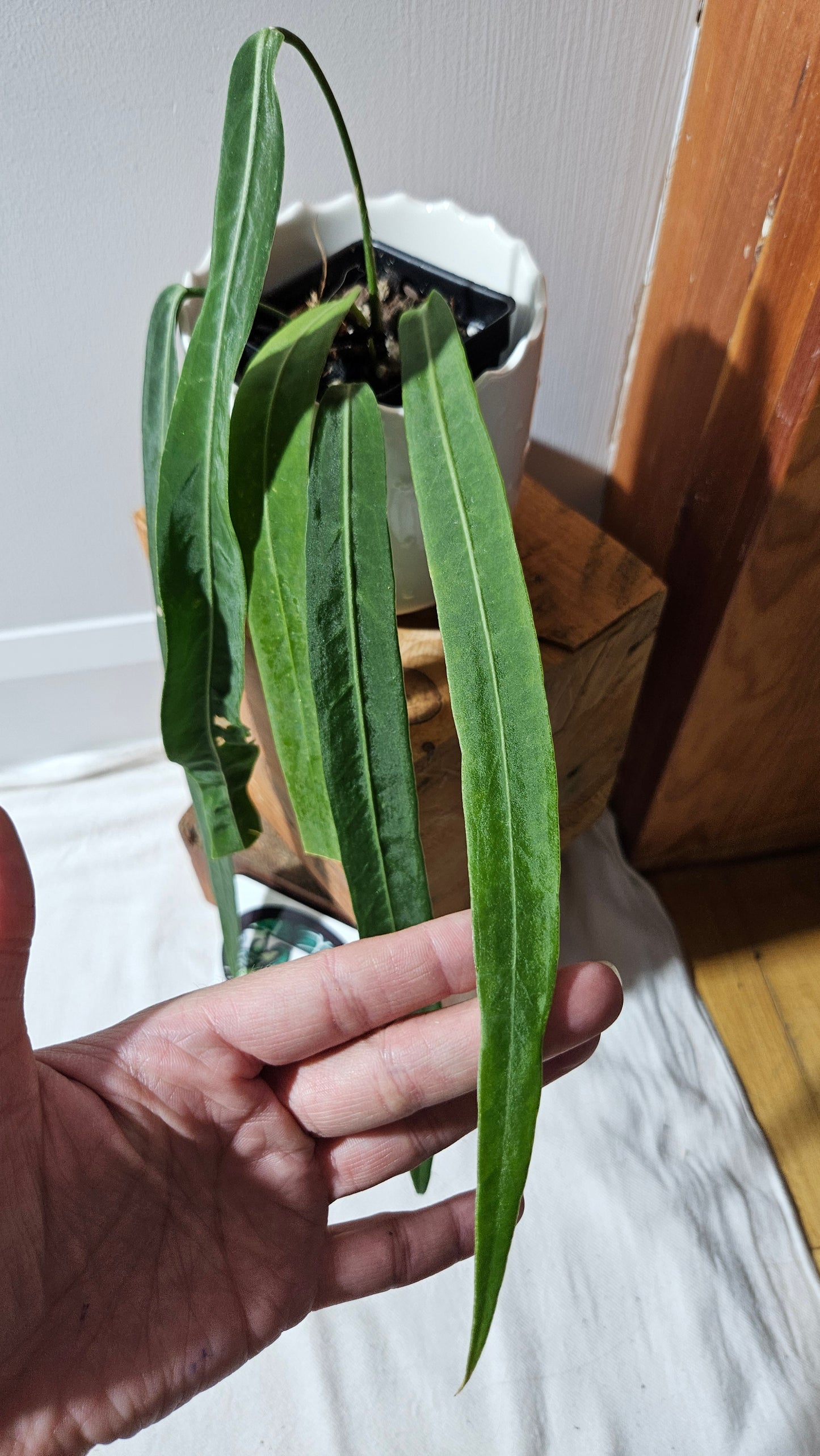 Anthurium Pallidiflorum Narrow "format MOYEN"(ANT-452)