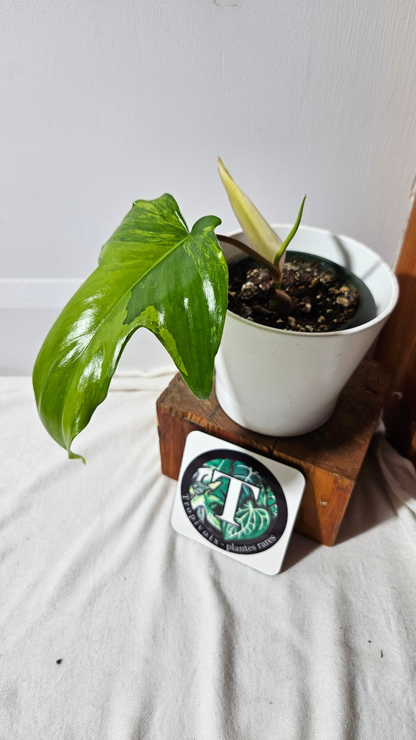 Philodendron Florida Beauty (PHI-113)