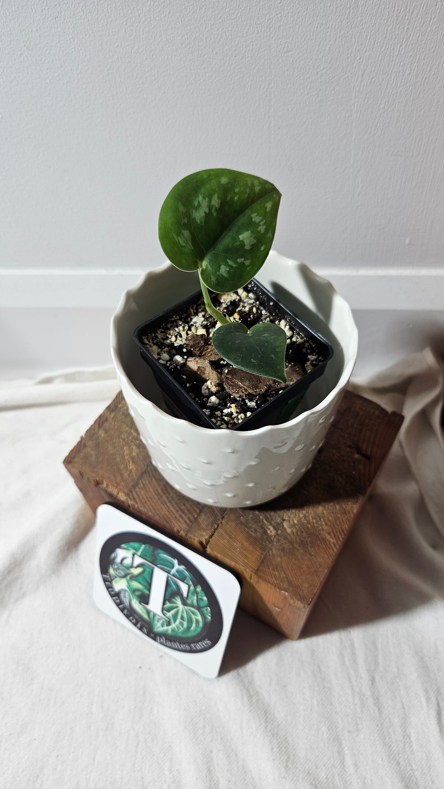 Scindapsus Black Mamba Mutation (SCI-763)