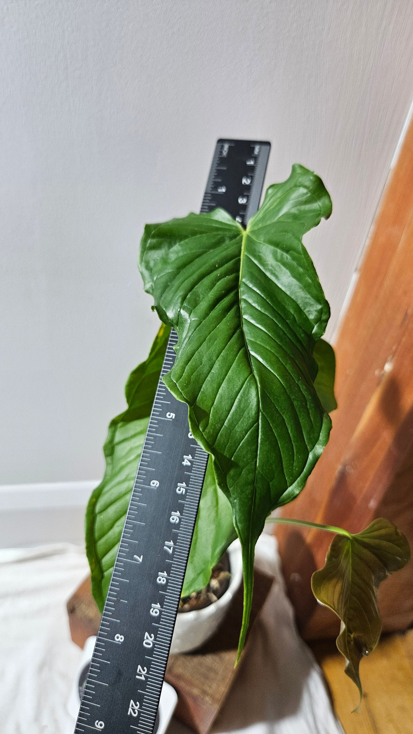 Anthurium Urbanii "Format LARGE" (ANT-442)