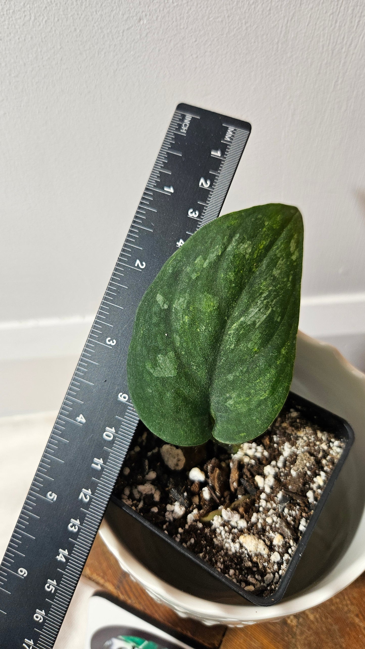 Scindapsus Silver Splash "Green on Green" (SCI-812)