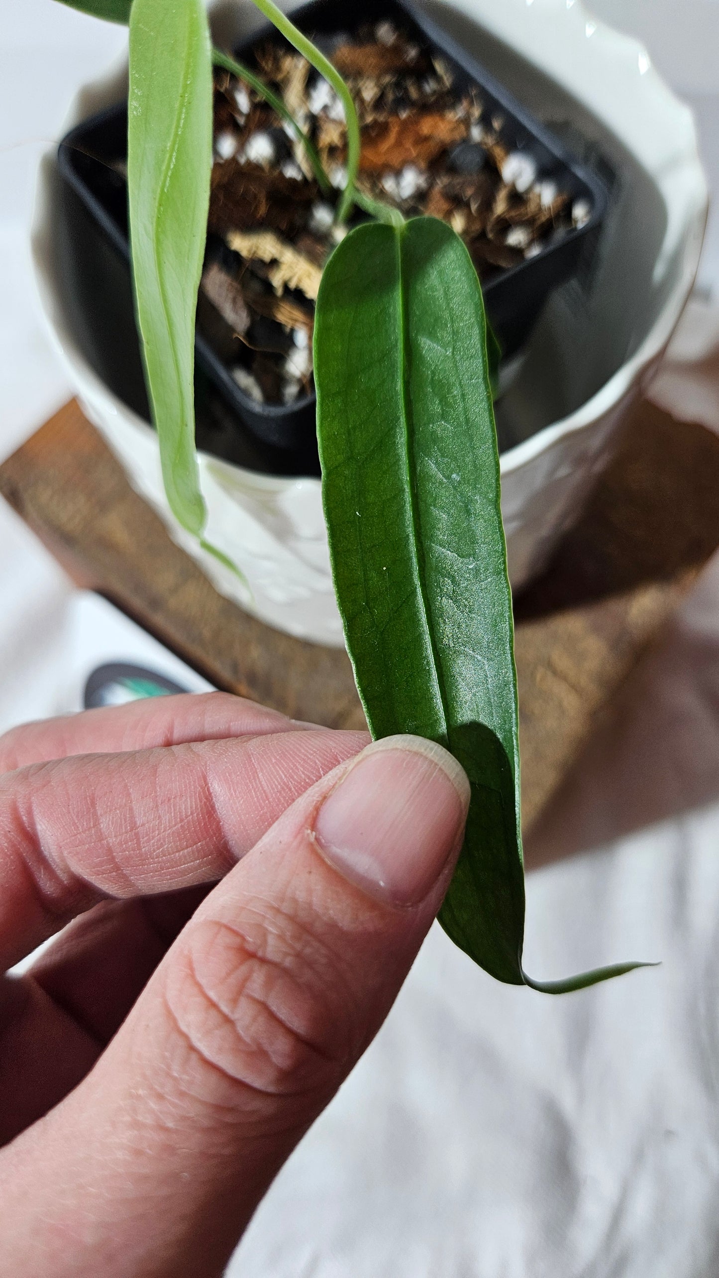 Anthurium Ecuadorense "format PETIT" (ANT-413)