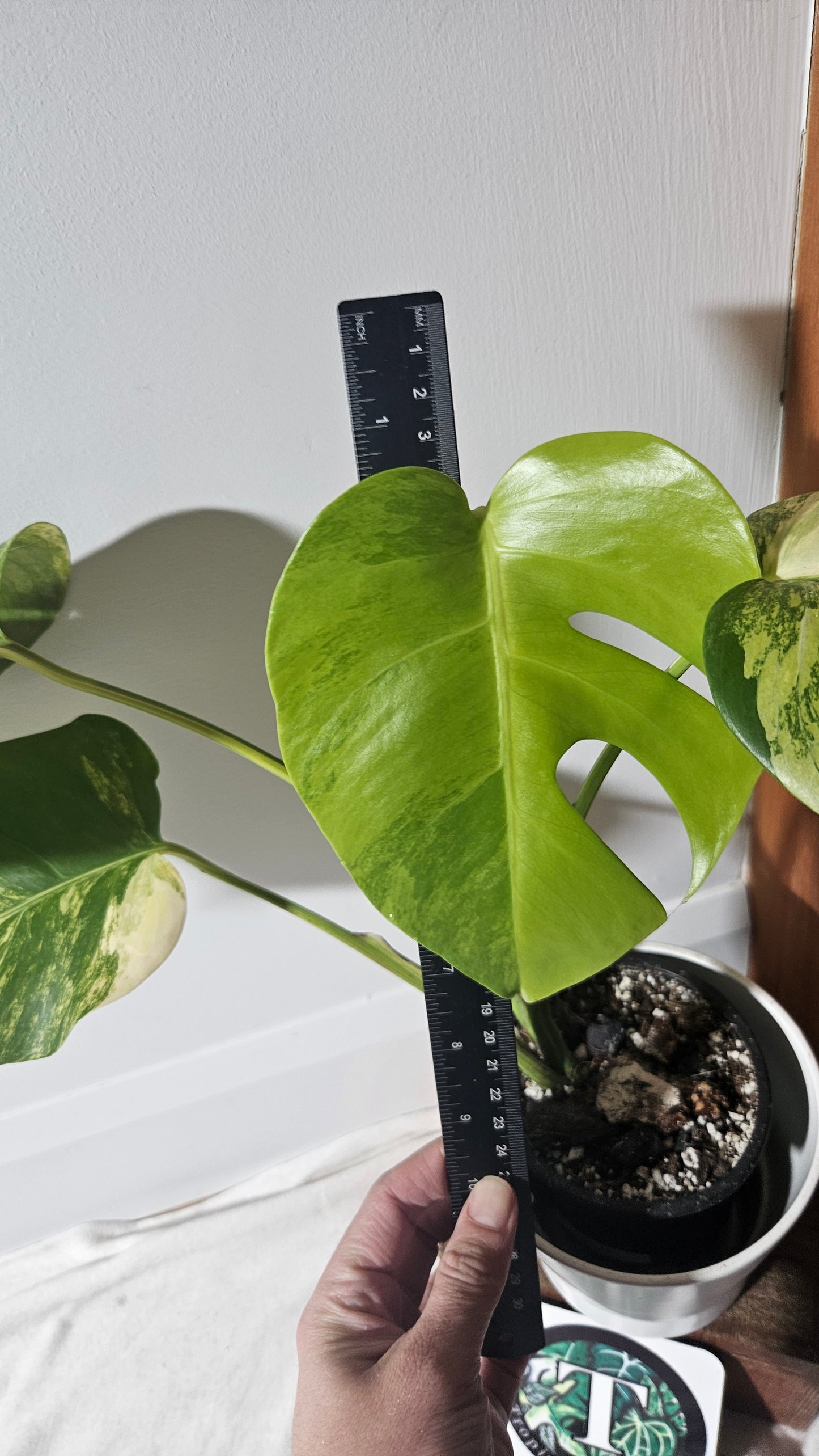 Monstera Aurea (MON-389)