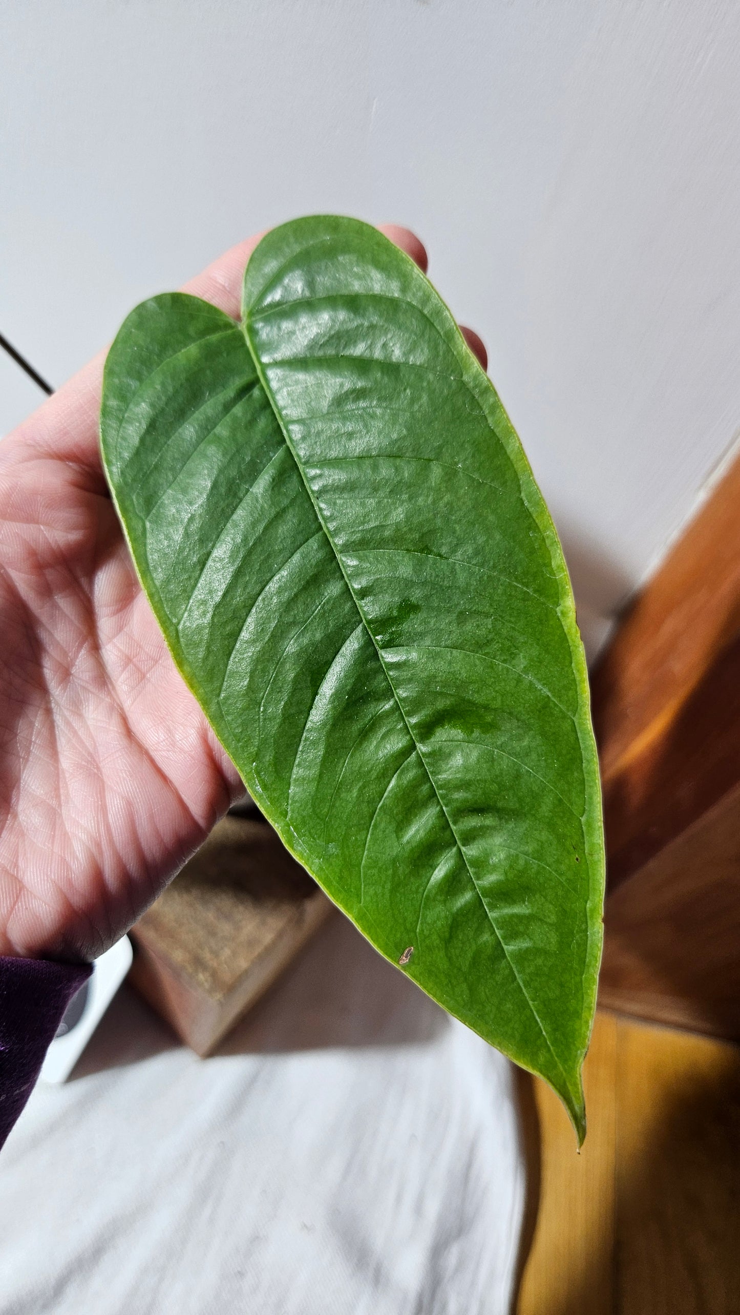 Anthurium Tremulum "format MOYEN" (ANT-481)