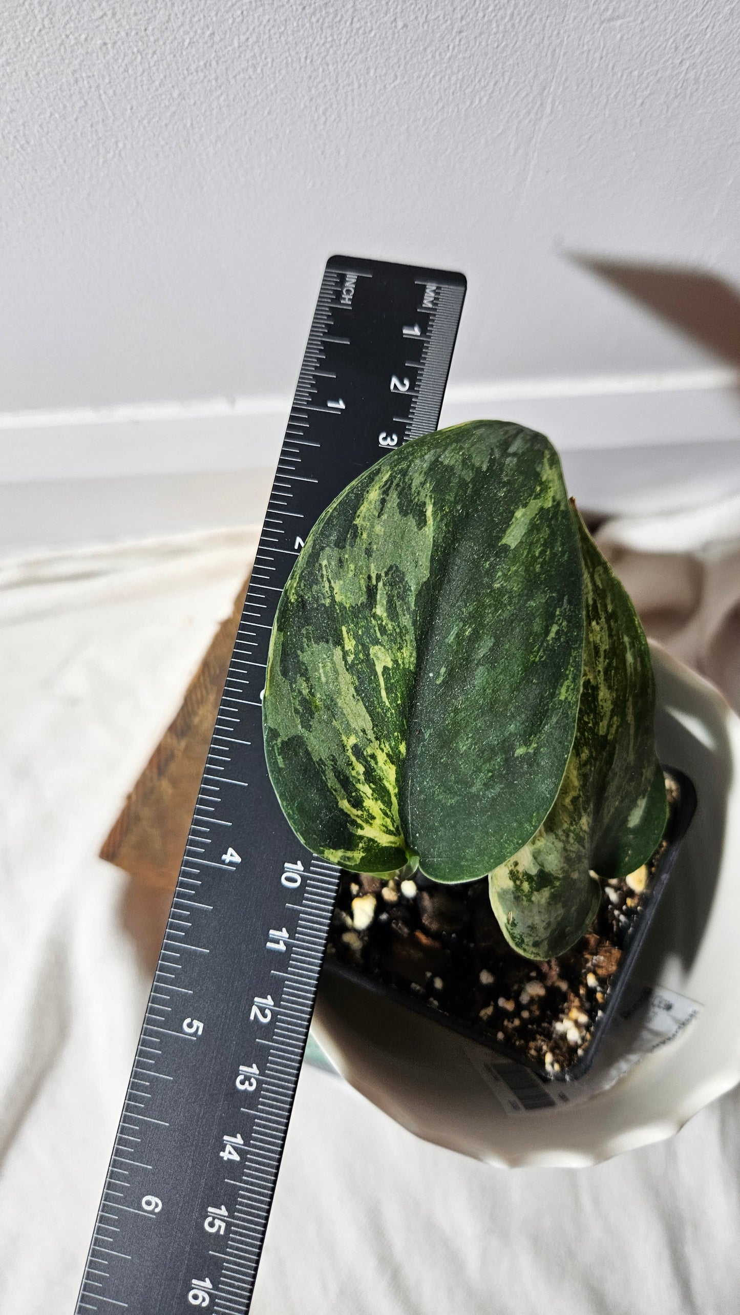 Scindapsus Silver Splash Dark Variegata (SCI-777)