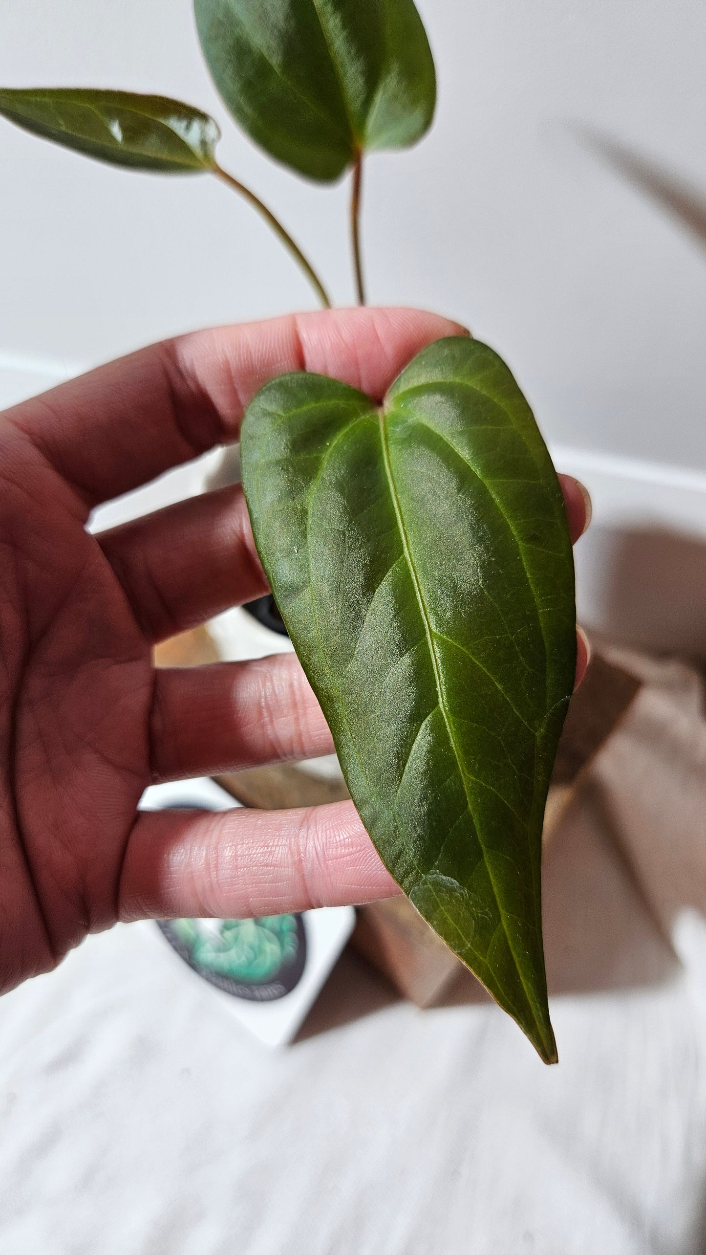 Anthurium Luxurians X Napo "format MOYEN" (ANT-249)