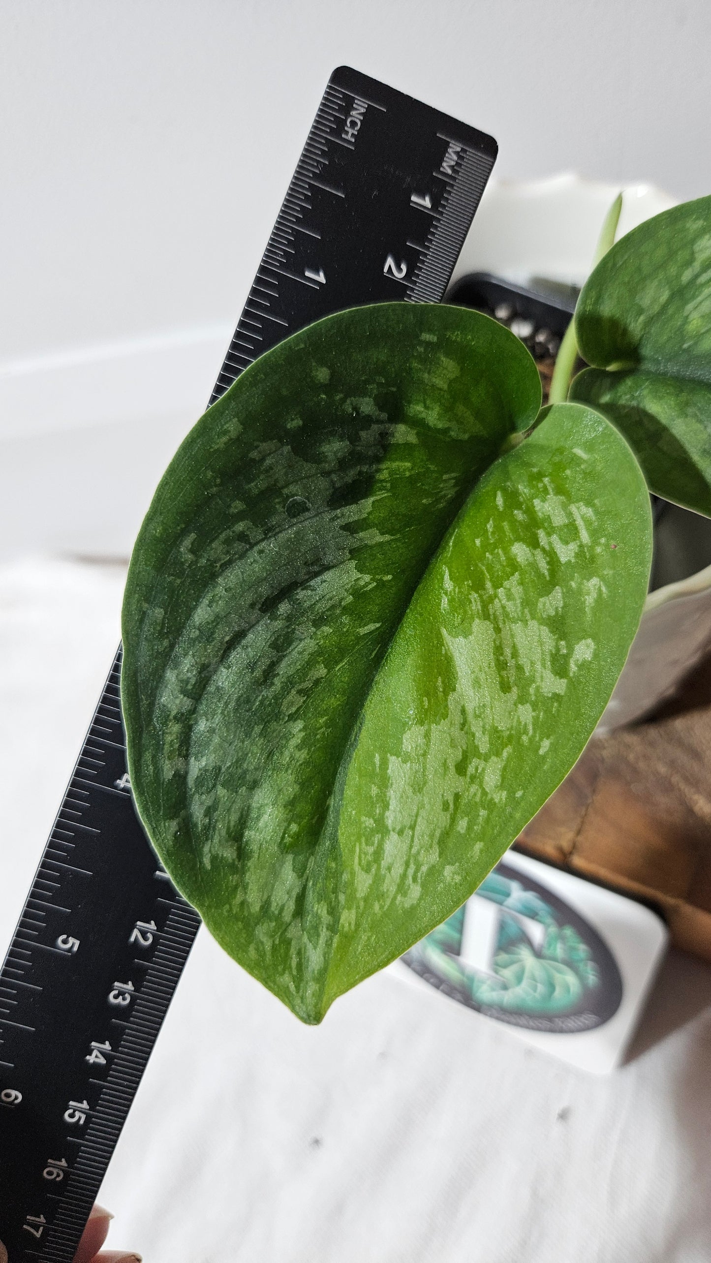 Scindapsus Exotica "Green on green" (SCI-984)