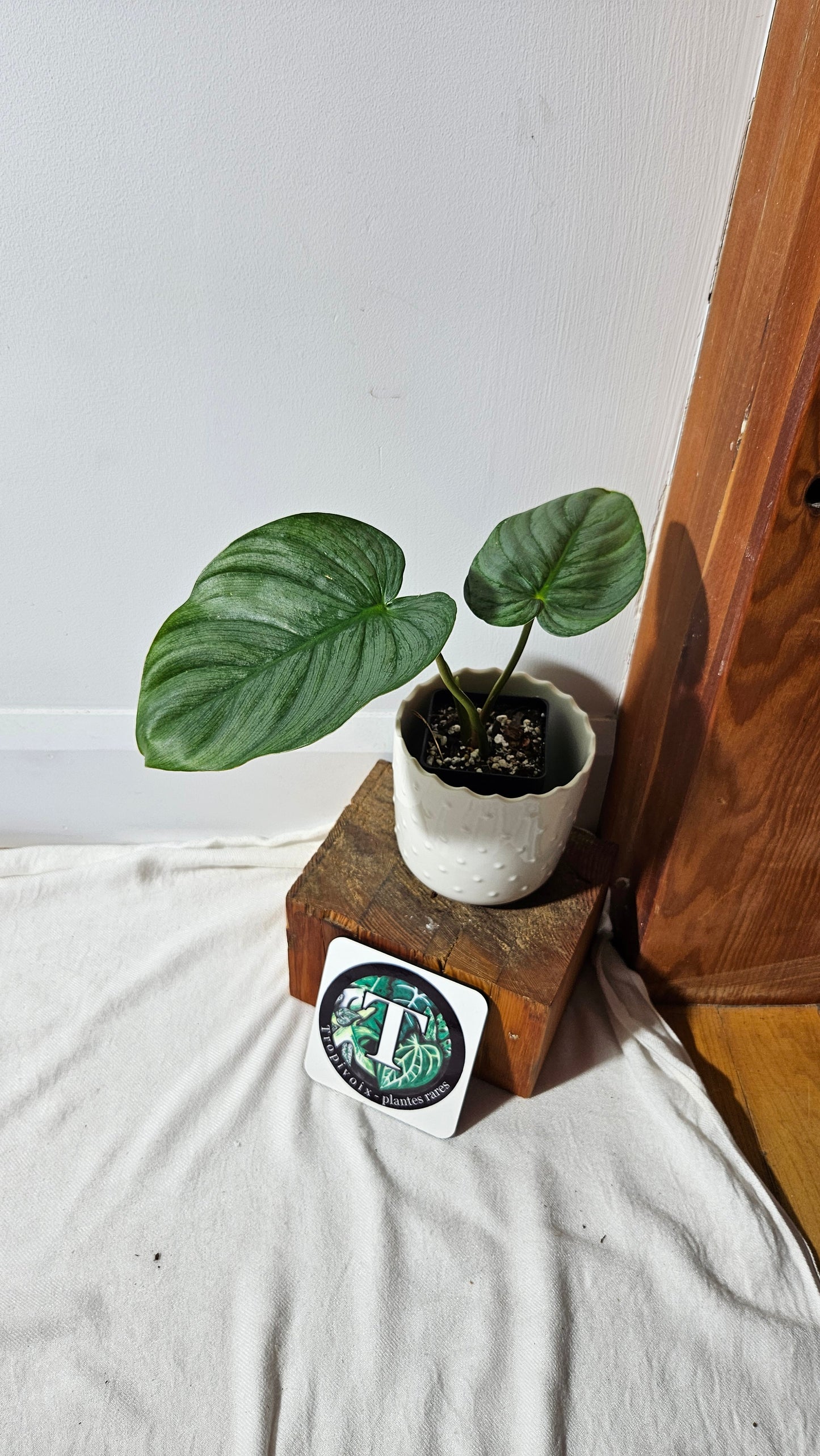 Philodendron Pastazanum Platinum (PHI-828)