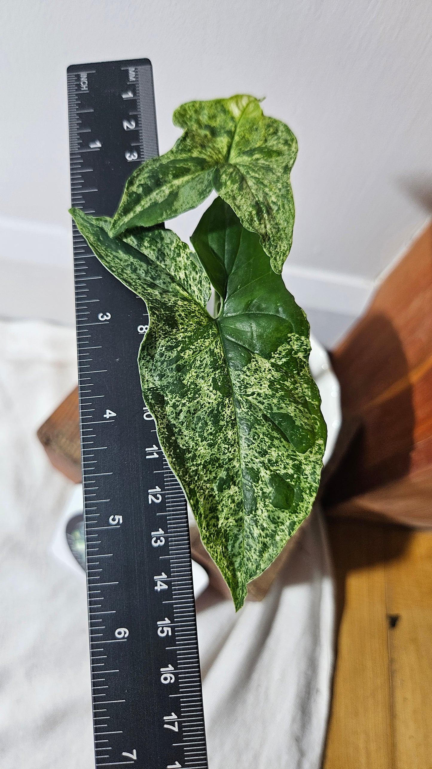 Syngonium Mojito (SYN-422)