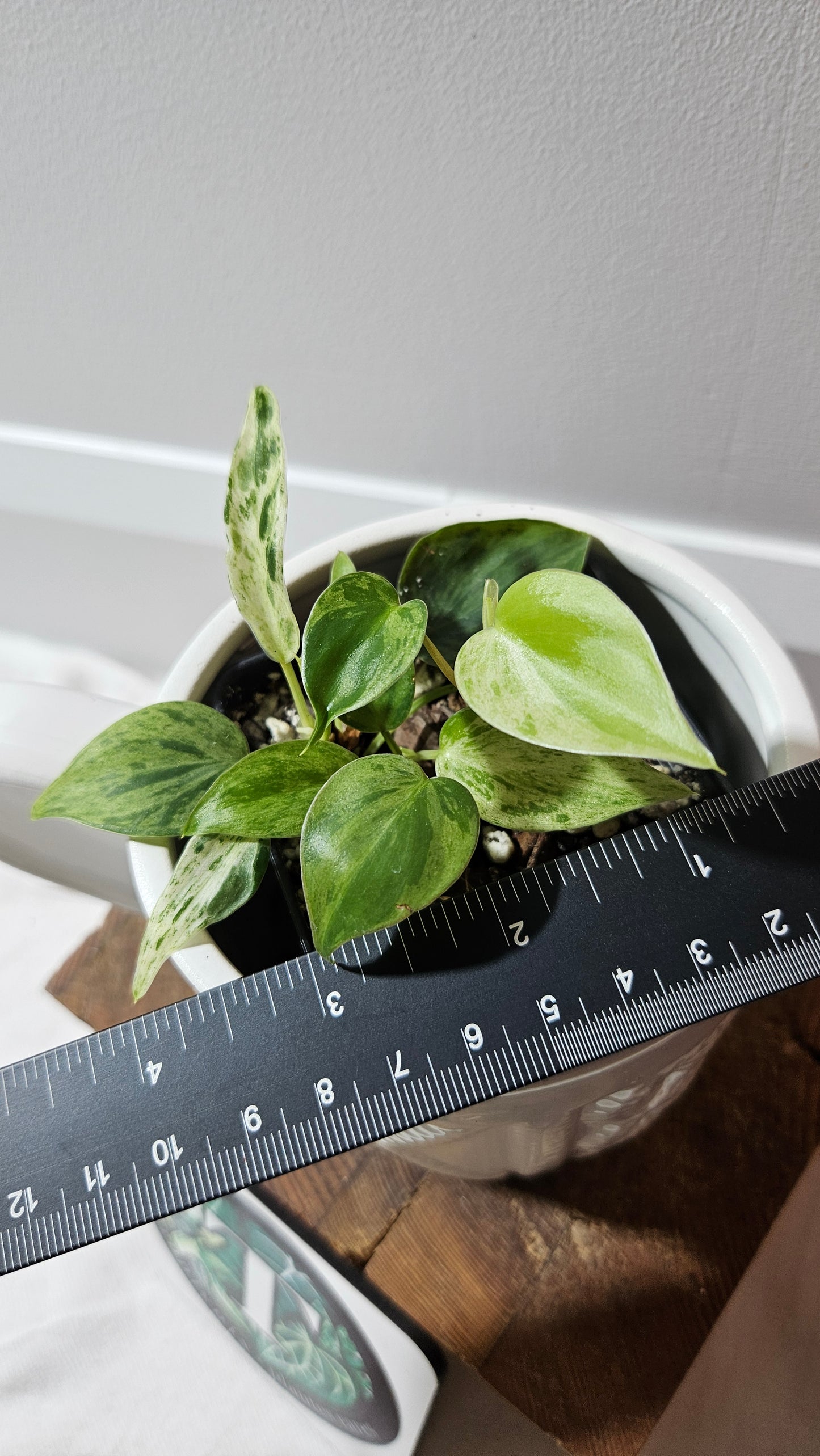 Philodendron Hederaceum Variegata (PHI-907)