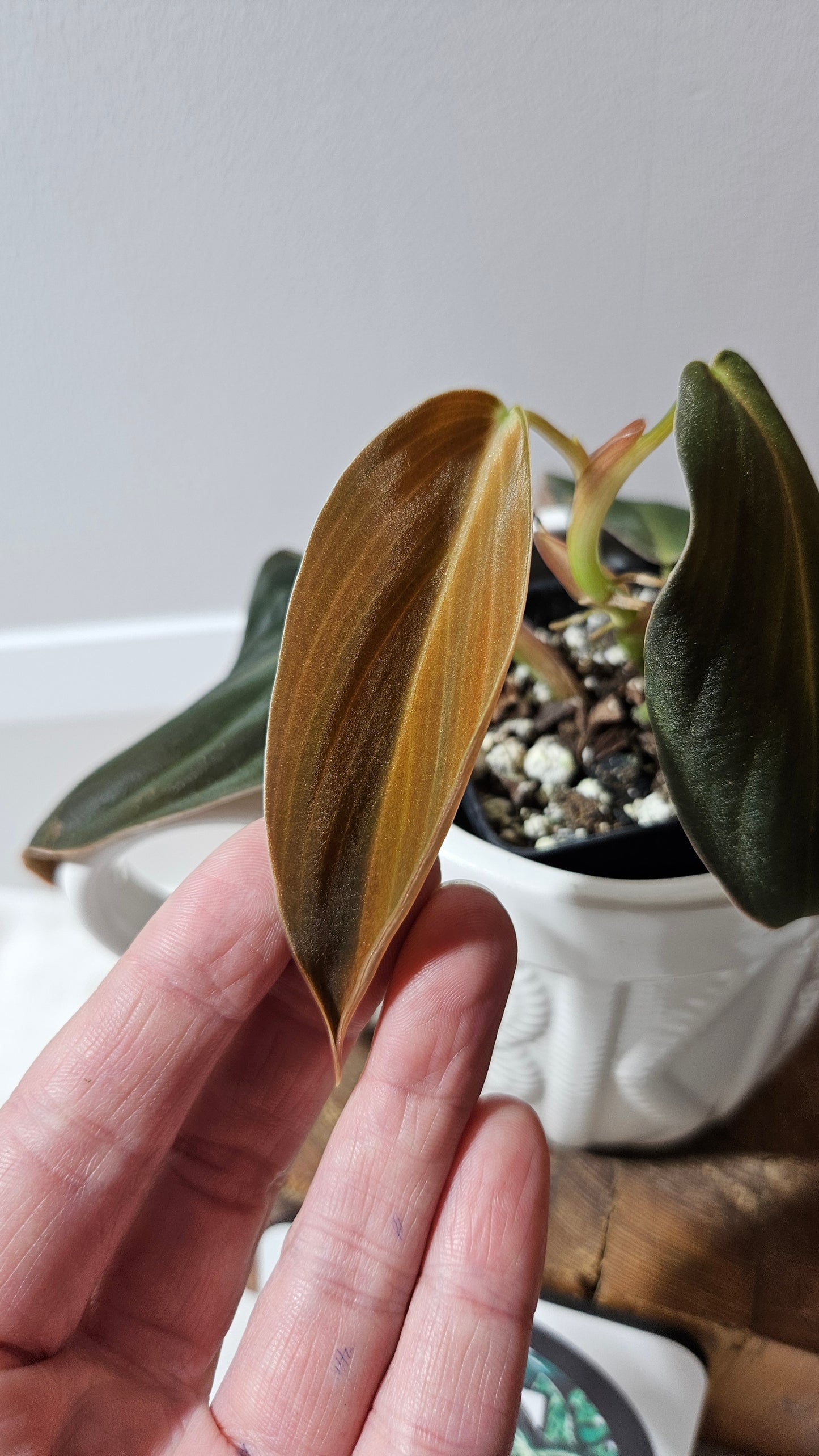 Philodendron Gigas (PHI-908)