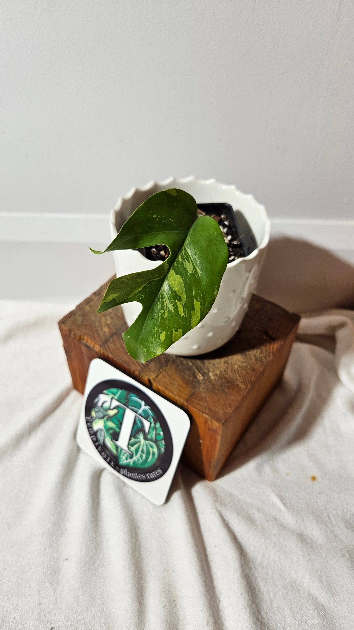Rhaphidophora Tetrasperma Variegata (AUT-071)
